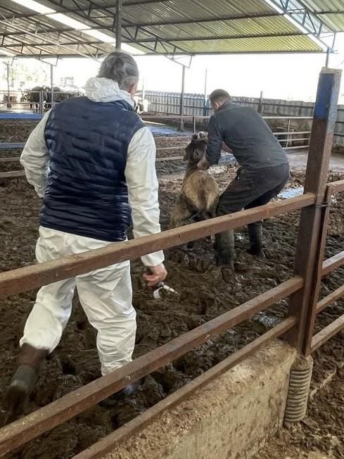 Efelerde 15 Bin Hayvan Asilandi 61F9B294Efcb9B31F15F60B6F7D2E92A