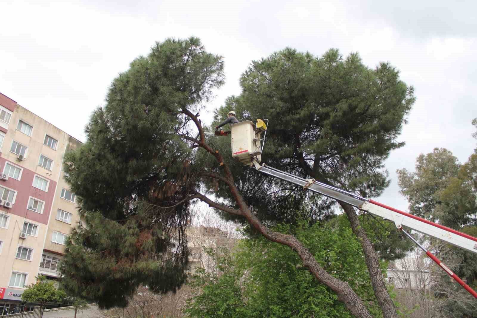 Efelerde Yagislara Dayanamayan 2 Agac Yan Yatti 33D70B312Feb1Fb8F9B9A3Ed66B666C2