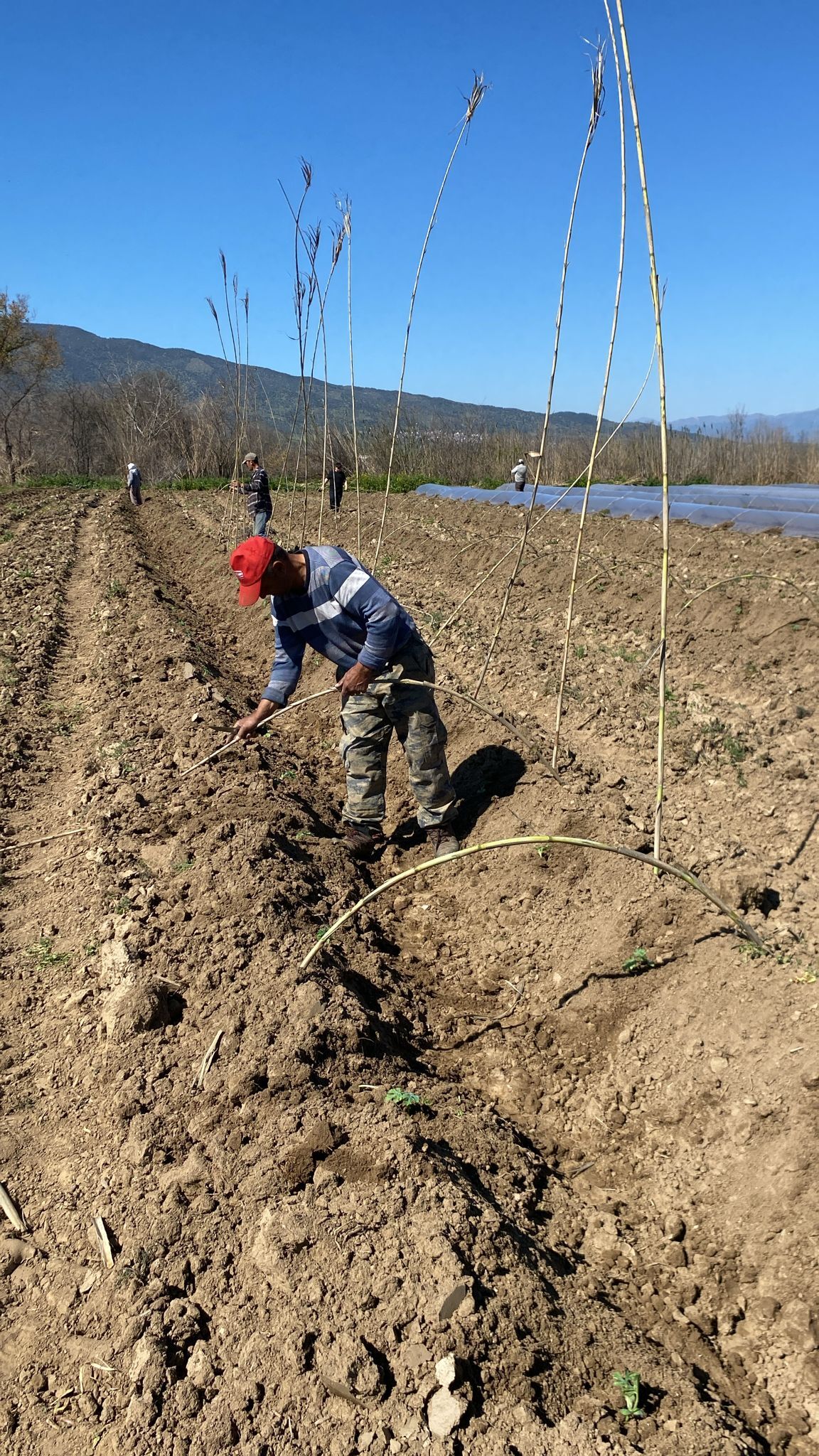 Fideler Toprakla Bulustu Surez Karpuzu Icin Geri Sayim Basladi 645005 0Aef52381Da2804B9621D70110018535