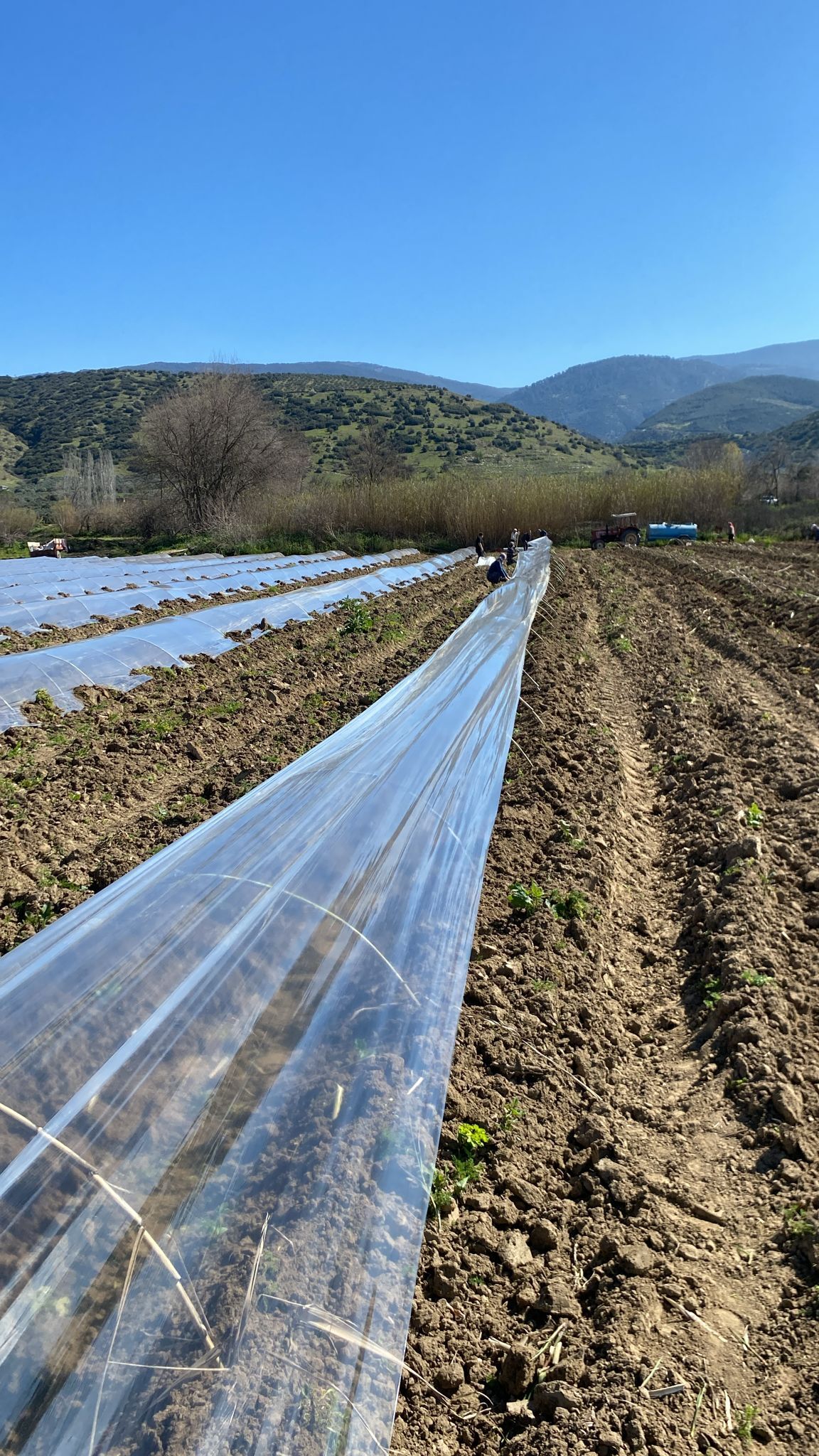 Fideler Toprakla Bulustu Surez Karpuzu Icin Geri Sayim Basladi 645005 9485E02Ddcd8939977752E9986C1F997