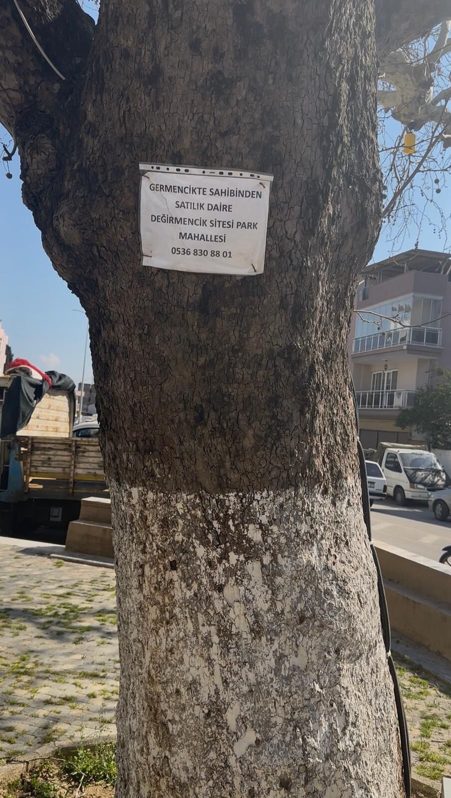 Germencikte Asirlik Kavak Agacina Ilan Civilendi 647929 B0B5Eefa2944Bc9Ba7219Fe4Fda695A3