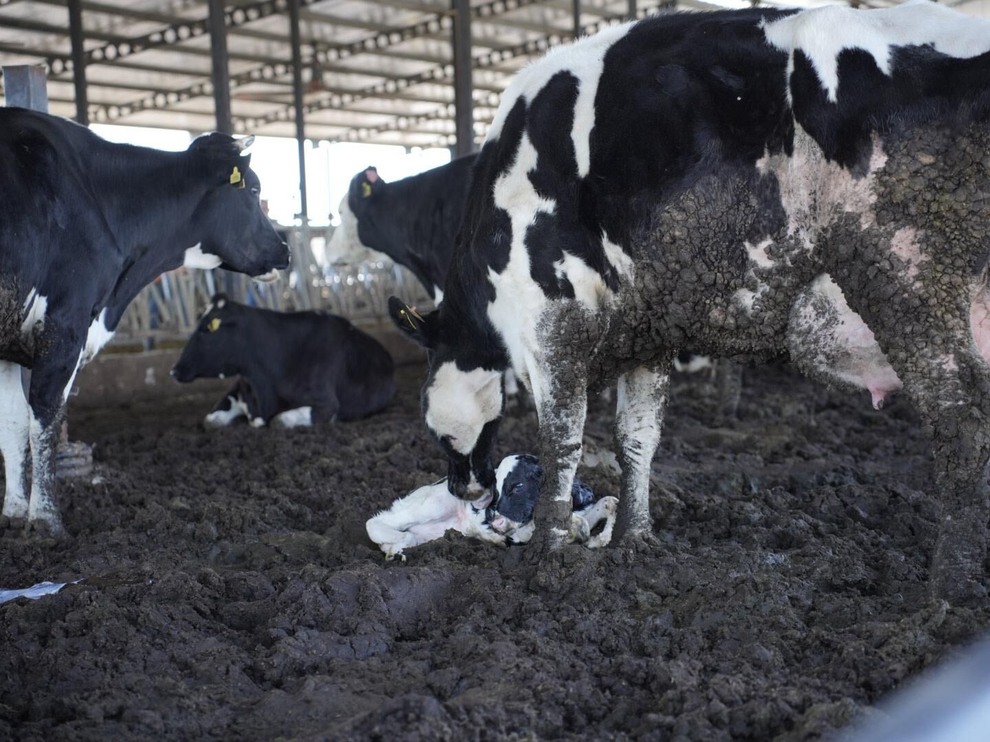 Germencikte Dogan Buzagiya Bayraktardan Ramazan Ismi 645402 D734E6077A4Faeb0224Dfe028Aa5Cab0