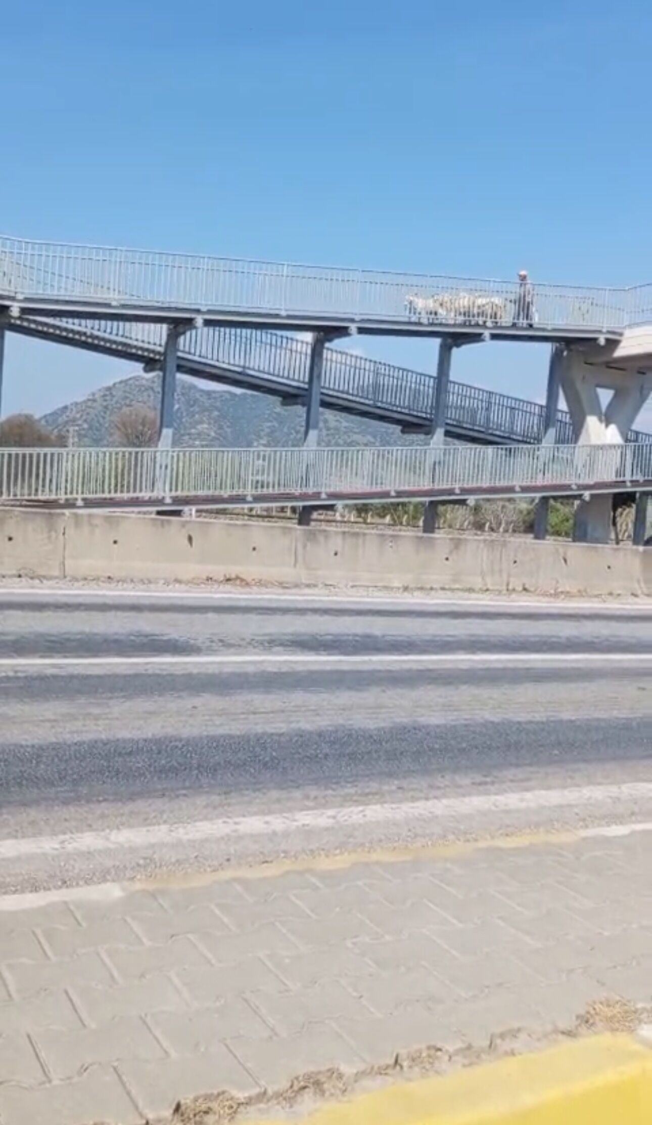 Germencikte Ust Gecidi Bu Kez Koyunlar Kullandi 650147 9C9F35A8D36E7F0F6Fd918B7153148C2