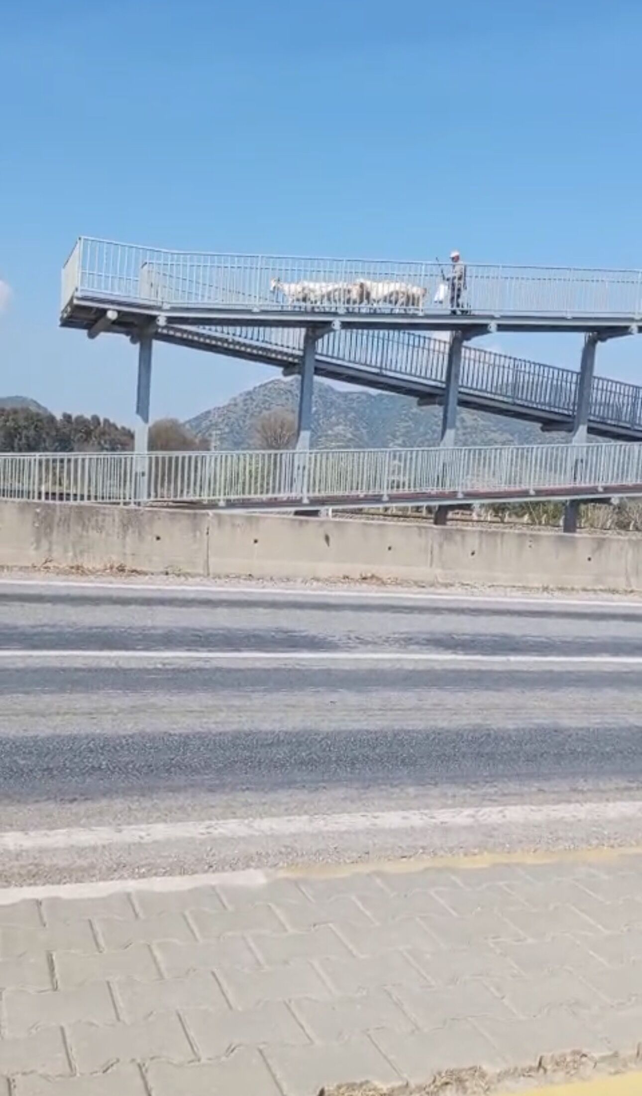 Germencikte Ust Gecidi Bu Kez Koyunlar Kullandi 650147 B61B30F25Cd1Cbcd4Cda602F1C0049E4