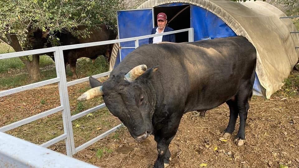 Incirliovali Unlu Bogaciya Bogasi Saldirdi 648071 64Fd3159D829E6236D943Df845F511A0