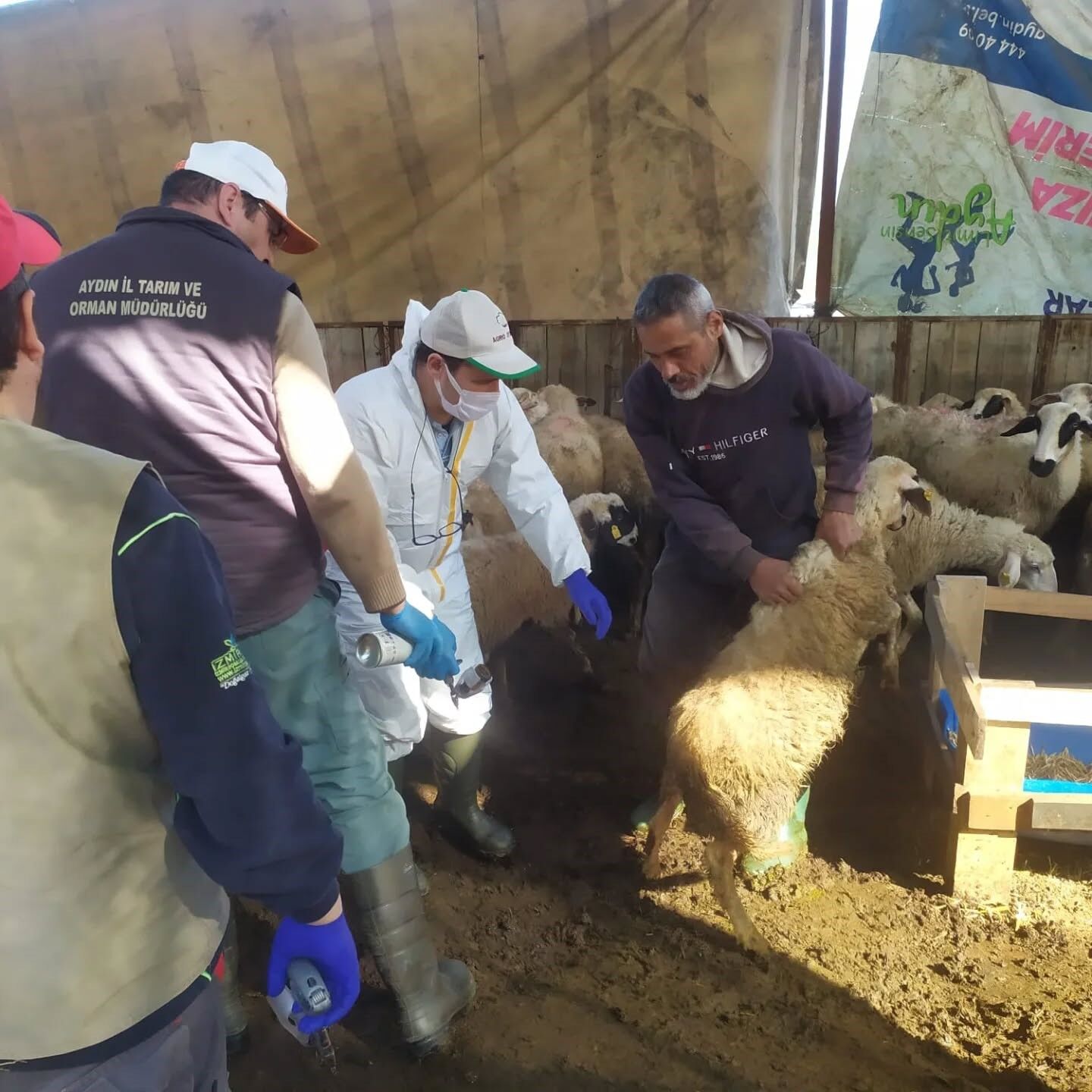 Kocarlida Kucukbas Hayvanlar Asilandi Dabda2A1C4Db3C105B664C9C9984F328