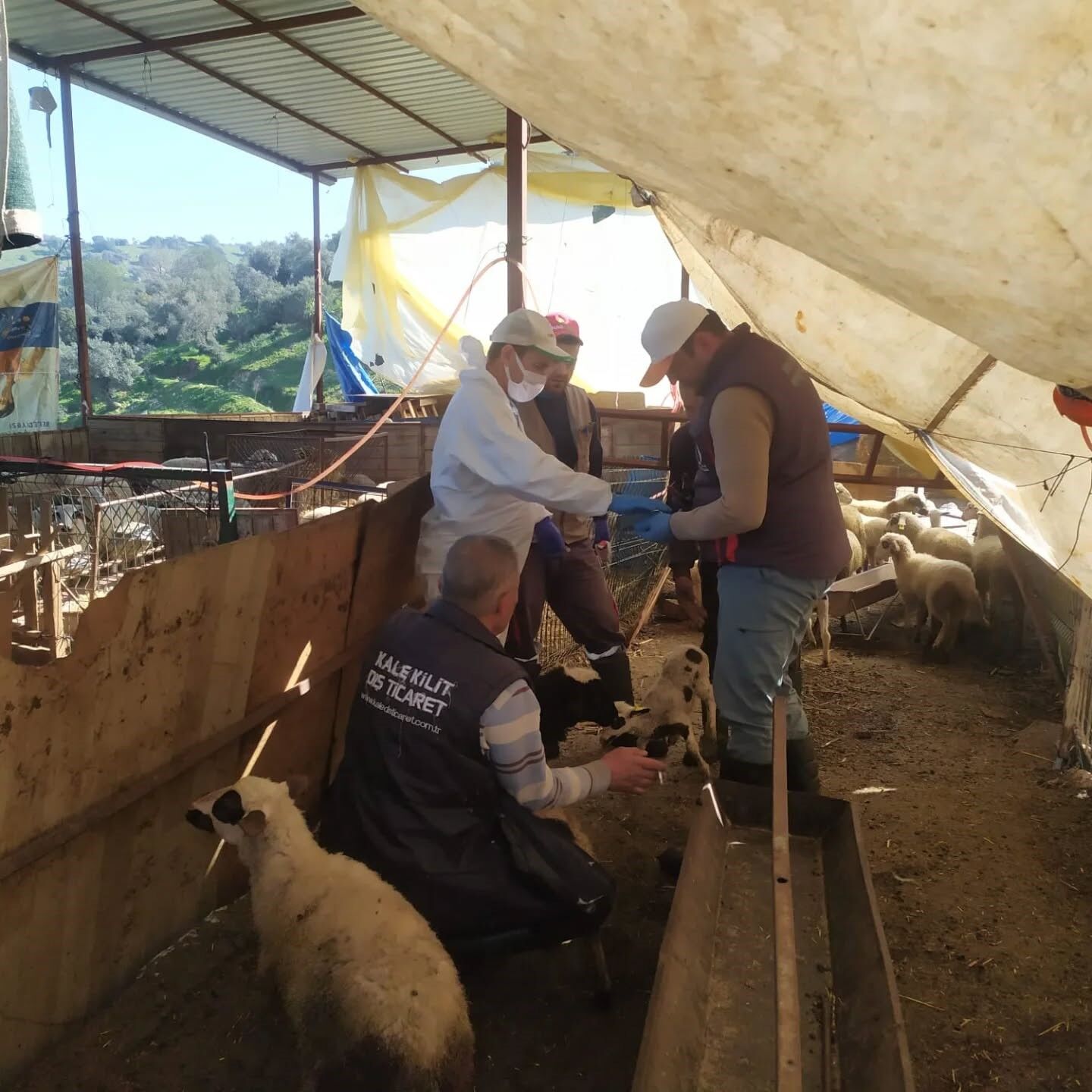 Kocarlida Kucukbas Hayvanlar Asilandi Dc079421119D44A417F4E8E7B596B386