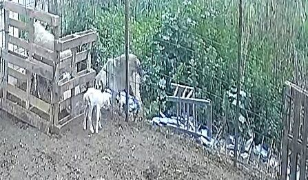 Kopek Kuzuyu Boyle Kapti 651387 Ee527D9Dc71Aed26Cce06Bc7C0Cdb3F8