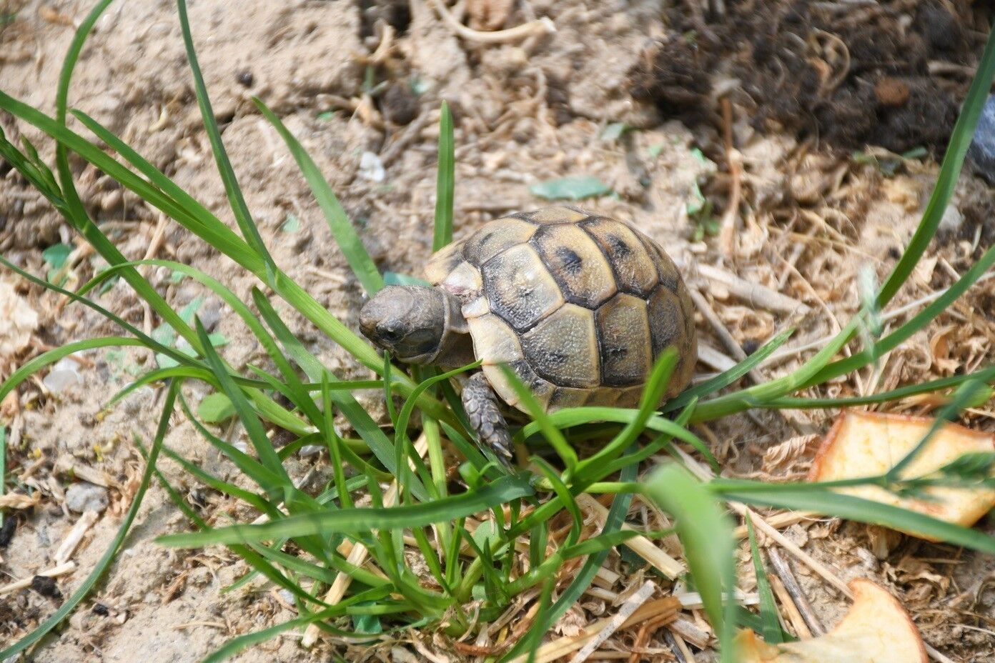 Kusadasinda Kaplumbagalar Icin Ozel Yasam Alani Olusturuldu 4122143076Cd0499Fdeaac978260C4A6