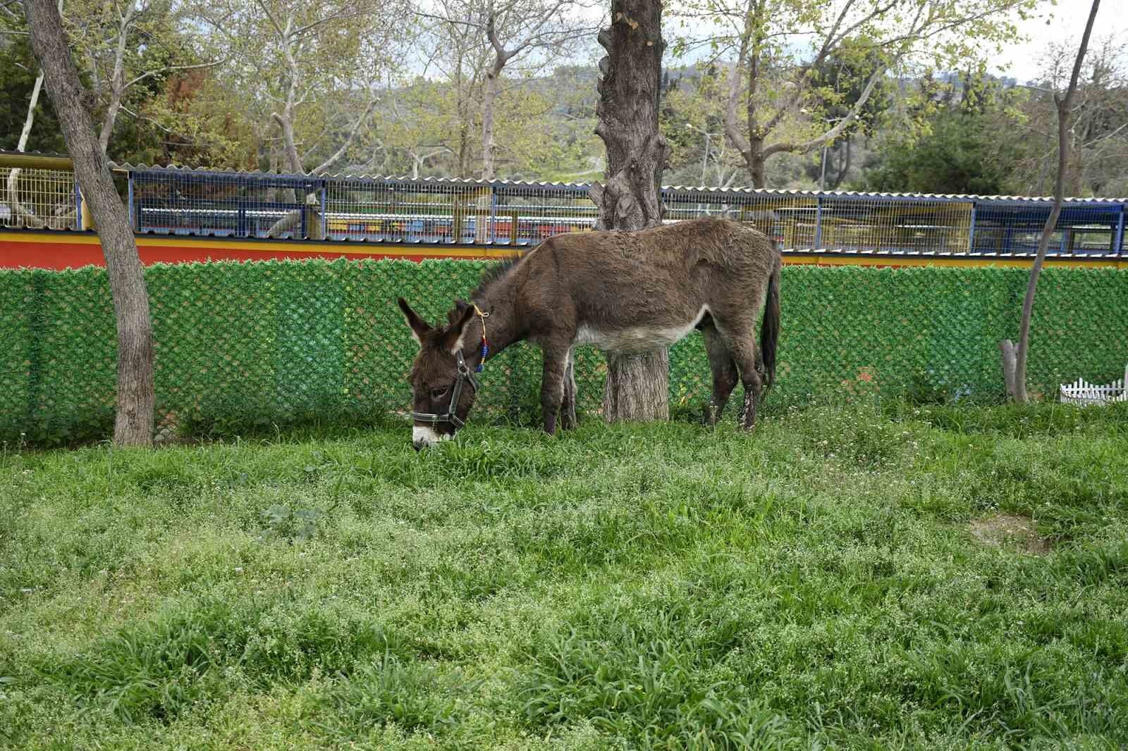 Kusadasindan Saplandigi Camurdan Kurtarilan Esek Koruma Altina Alindi 49Be5C042C0B2A7Efb12Ce30Cdc42D57