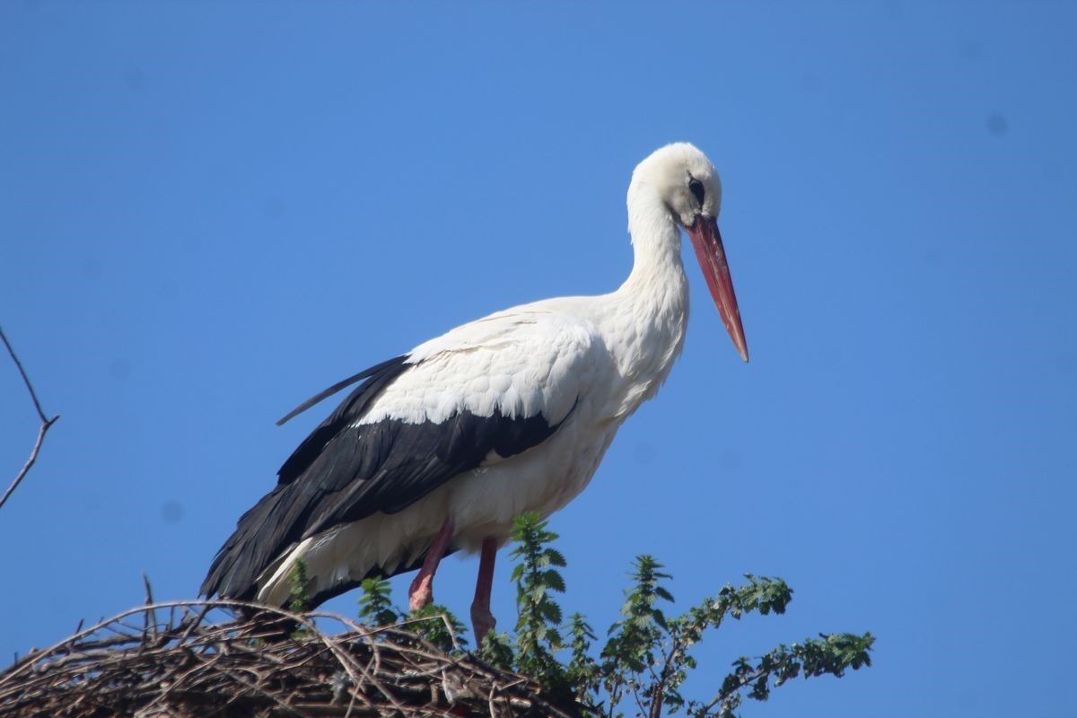 Leylegi Ilk Gorene 1 Cuval Un Kampanyasi Tamamlandi Ec7C38760Ade507B78Fe1C4A5808Fe6D