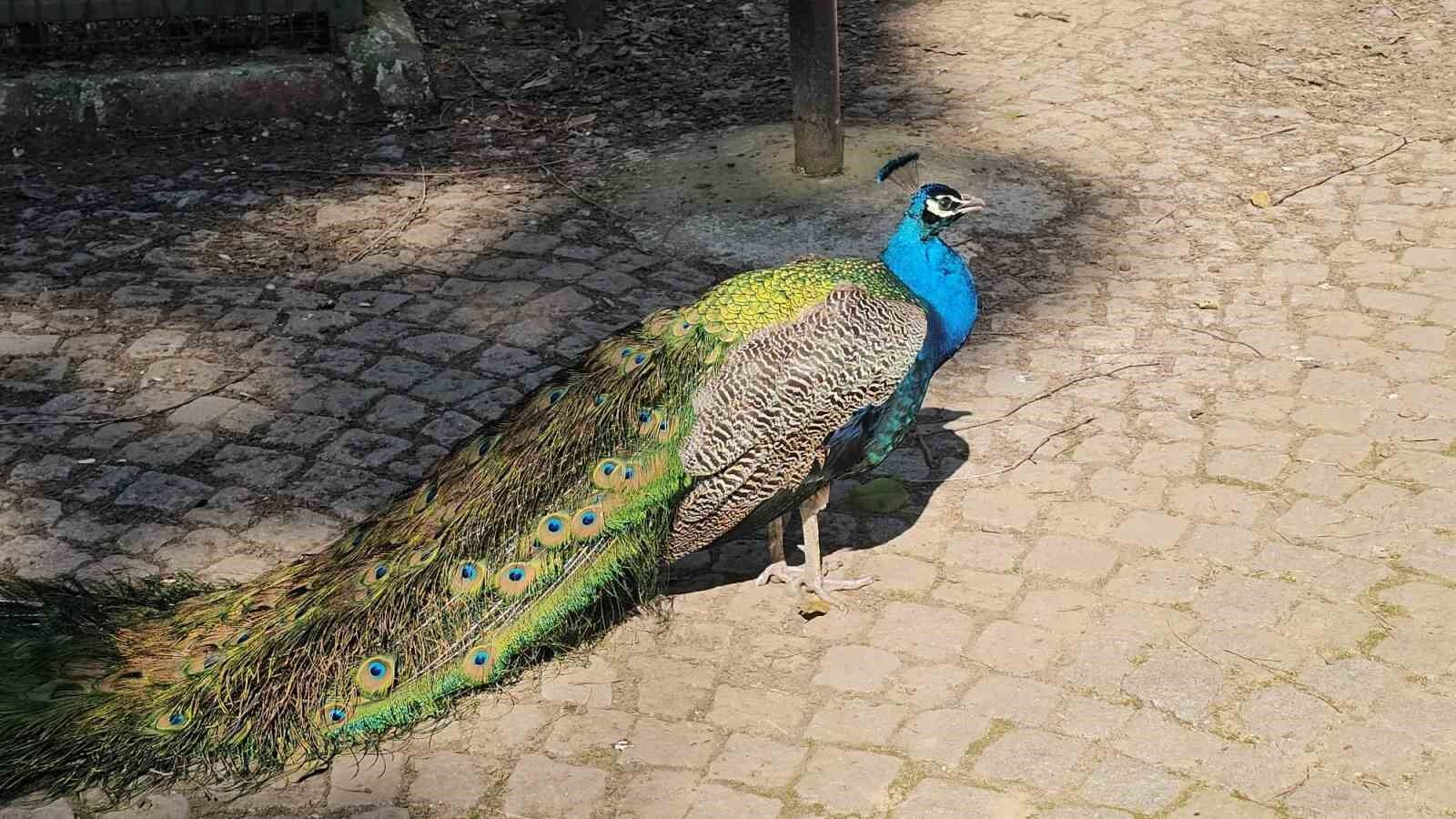 Otobus Bagajindan Hayvanat Bahcesine 0A723289F63D91F4Eba9C2C47Bc74844