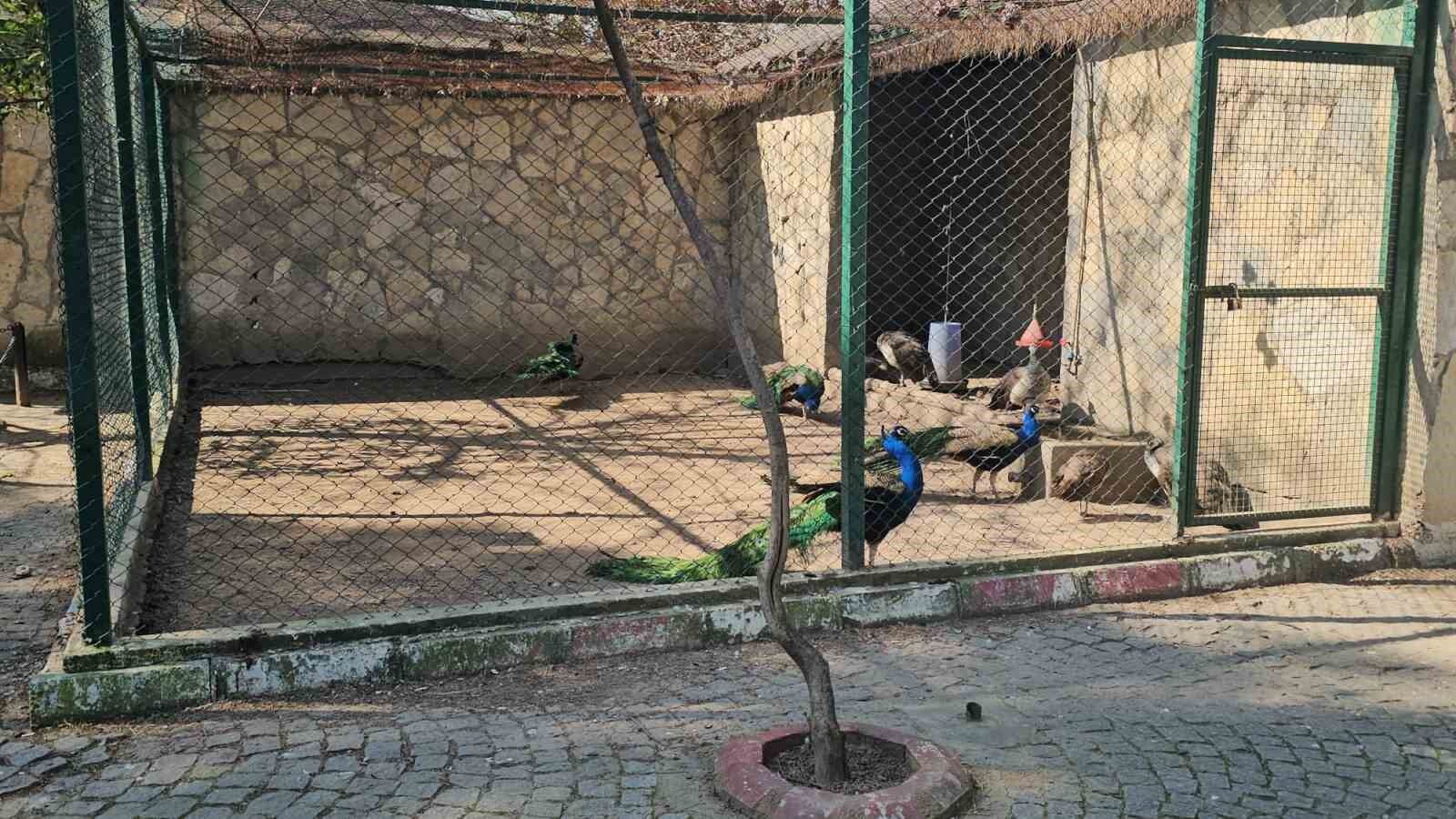 Otobus Bagajindan Hayvanat Bahcesine F0A6Fb5Dfbf90B255Fbae02495D24Cc9