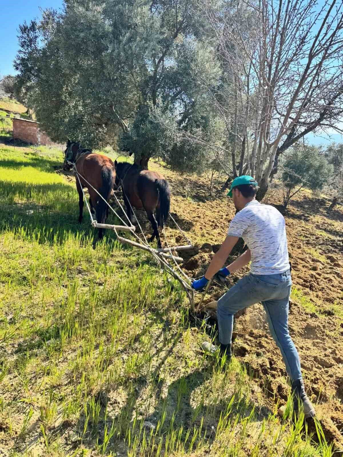 Traktorun Giremedigi Zeytinlikte Uretim Atlarla Suruyor 0E03F81A1Ce006A1Ad3174370868C6A7