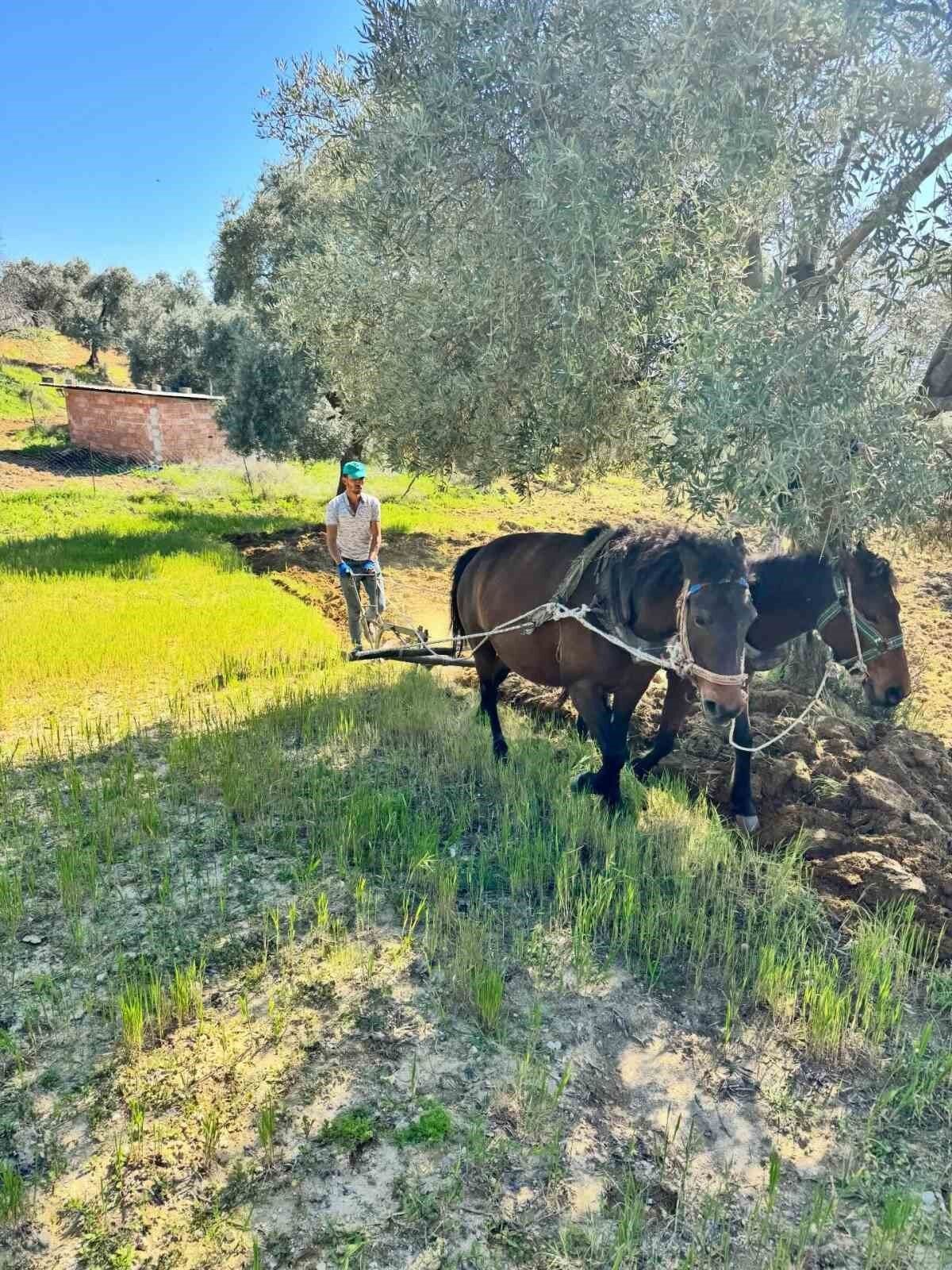 Traktorun Giremedigi Zeytinlikte Uretim Atlarla Suruyor F483De12Df9E03F4Cc51Fcbe81646509