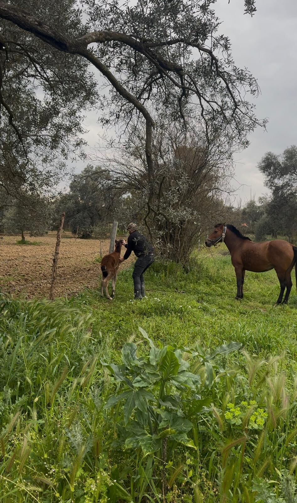Yurek Isitan Goruntu Incirliovadan Geldi Tellere Takilan Tayi Kurtarip Annesine Kavusturdu 650632 Cbe67Dde3Beaf3F238C8Bca8428E8B78