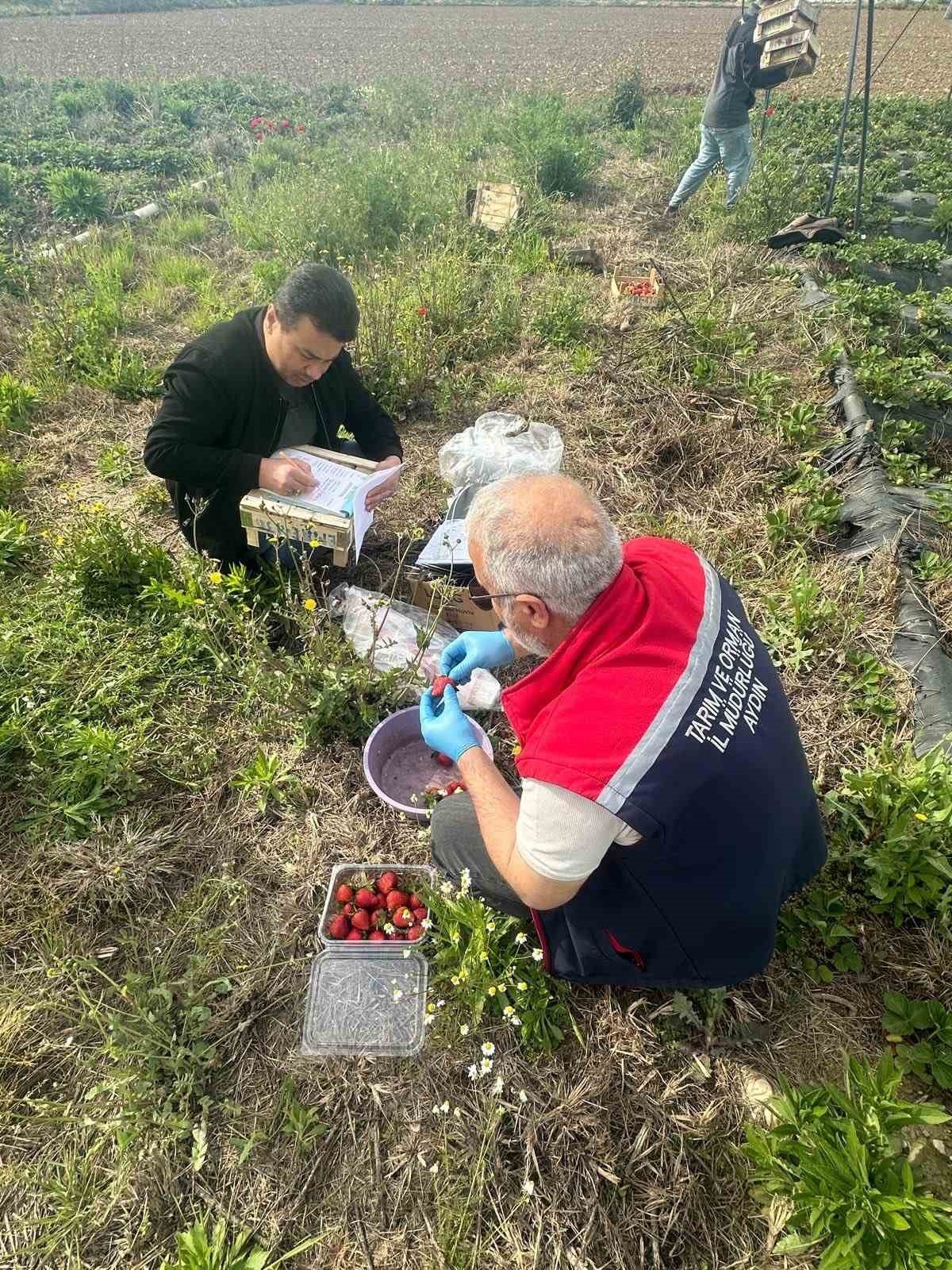 Aydin Da Hasat Oncesi Cilek Bahceleri Kontrol Edildi 1776498903028 298953