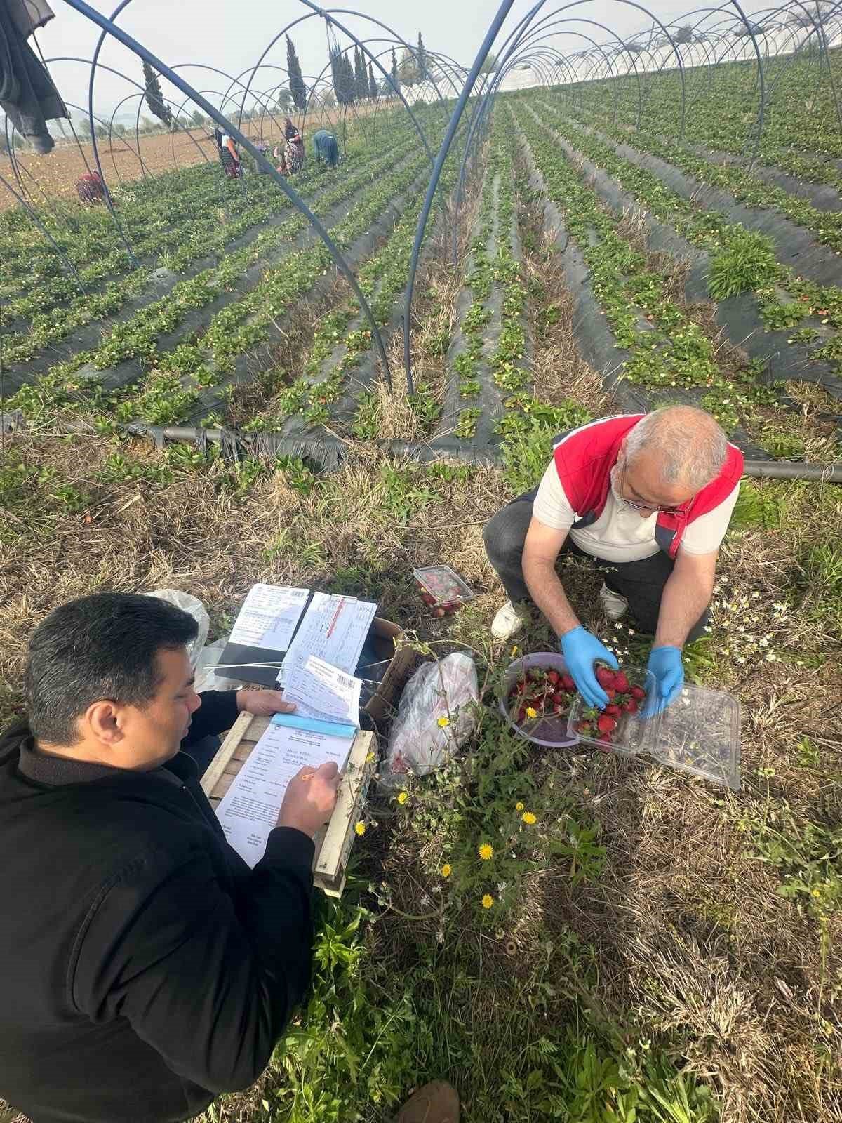 Aydin Da Hasat Oncesi Cilek Bahceleri Kontrol Edildi 1776498904154 662429