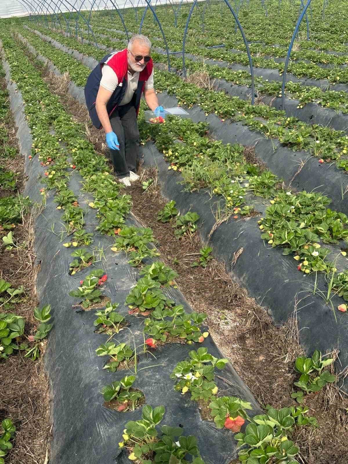 Aydin Da Hasat Oncesi Cilek Bahceleri Kontrol Edildi 1776498905156 562349