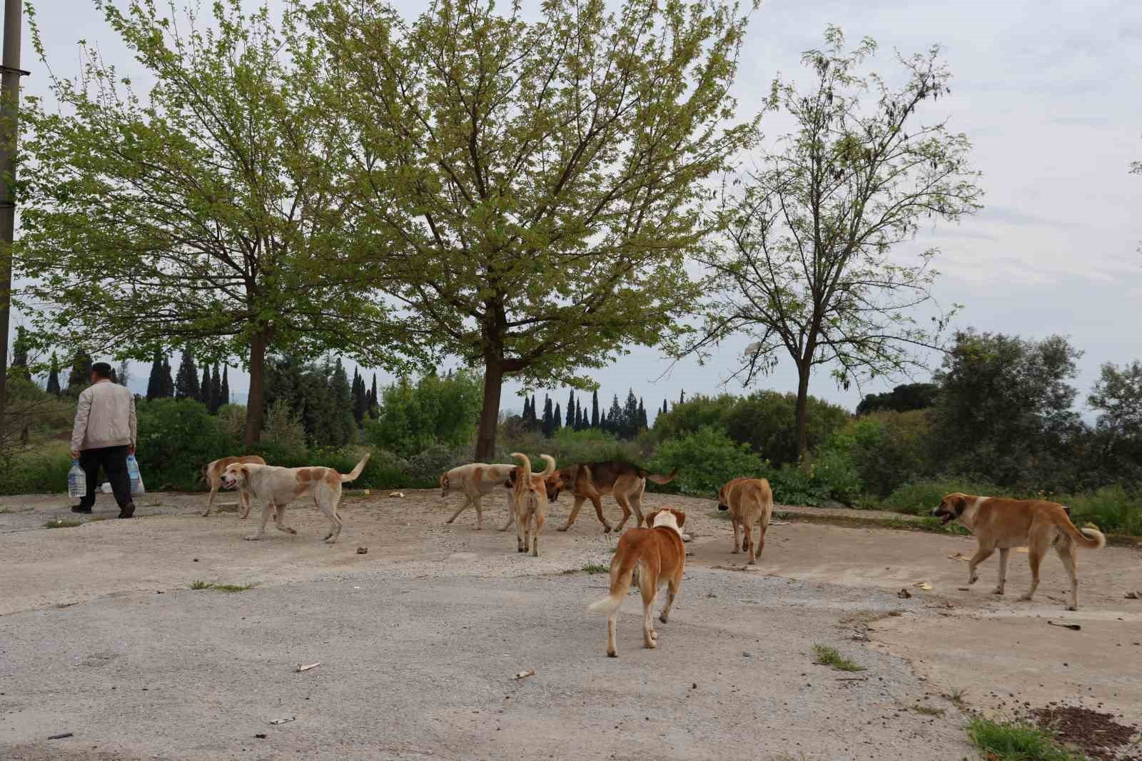 Aydin Da Sokak Kopegi Sorunu Devam Ediyor 1776839402469 694048-1