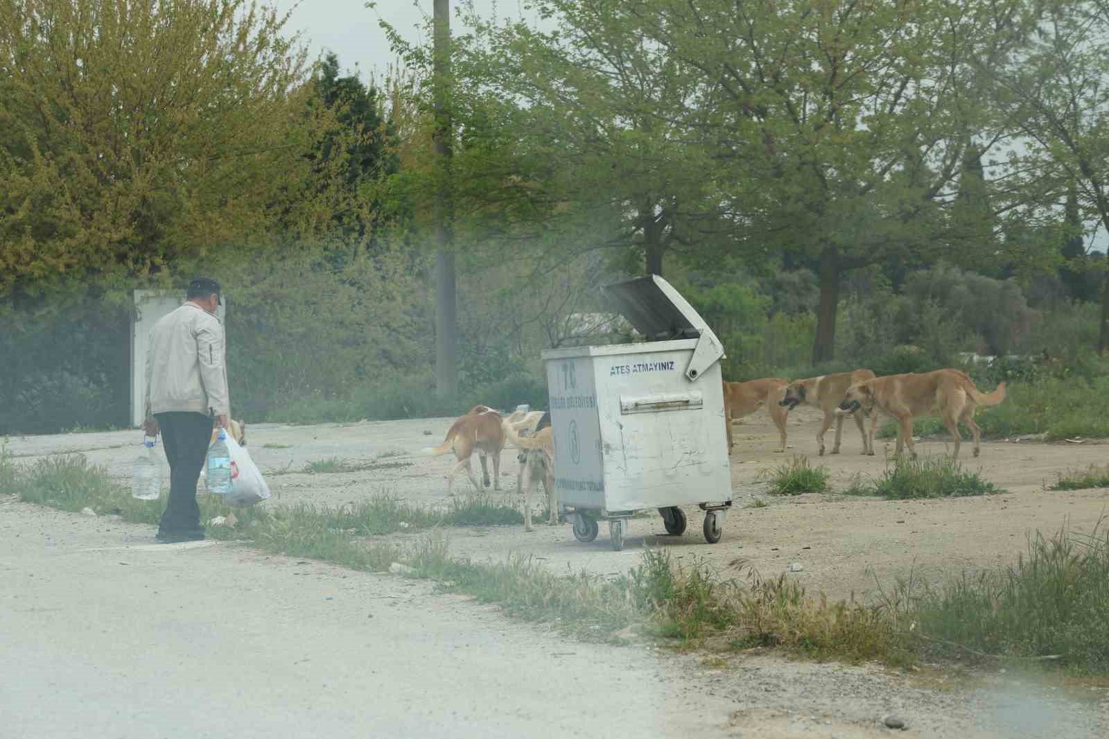 Aydin Da Sokak Kopegi Sorunu Devam Ediyor 1776839402910 876074-1