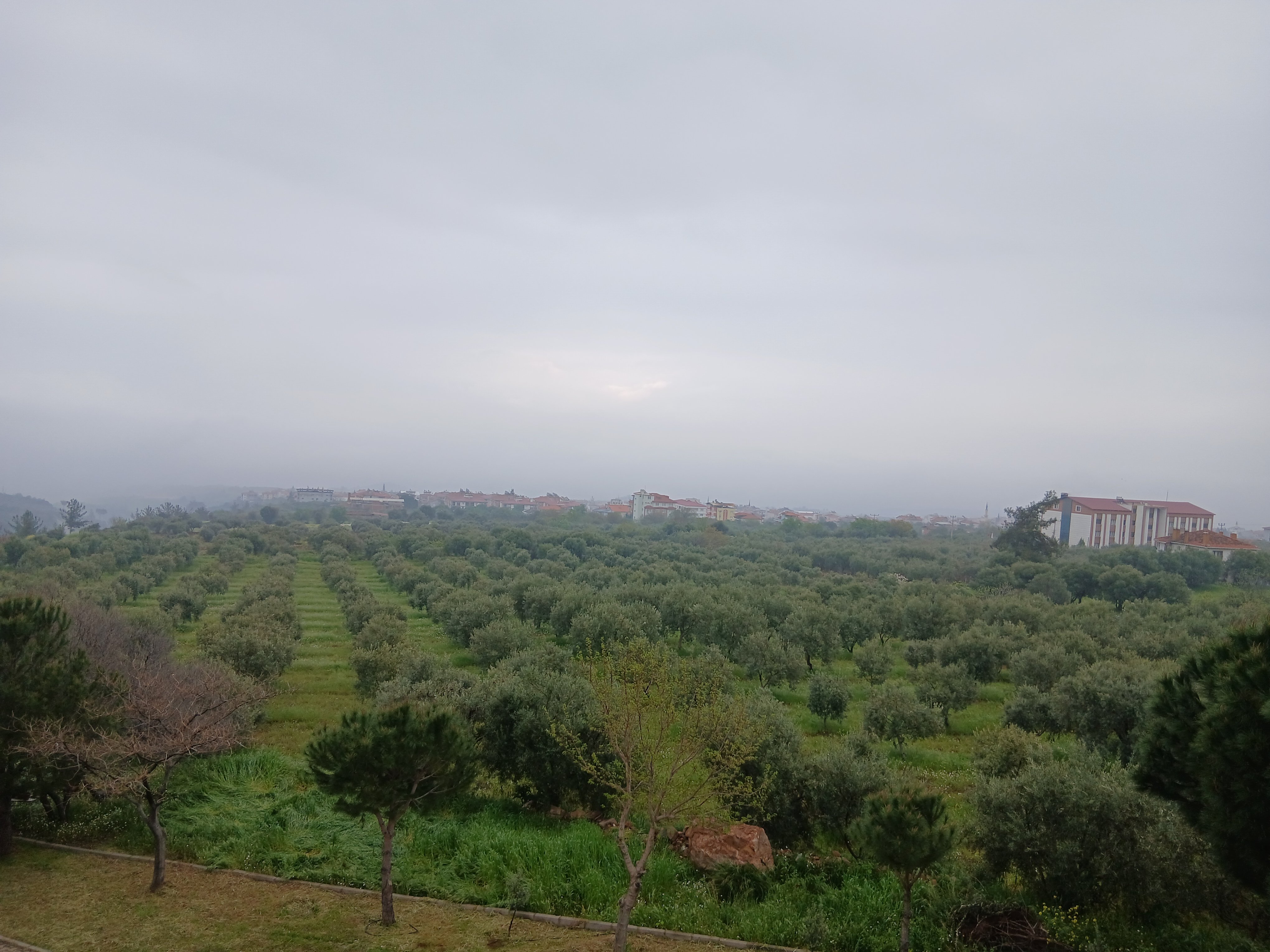 Aydin Karacasuda Zeytin Bahceleri Sis Ve Kus Sesleriyle Uyan 655661 36762D