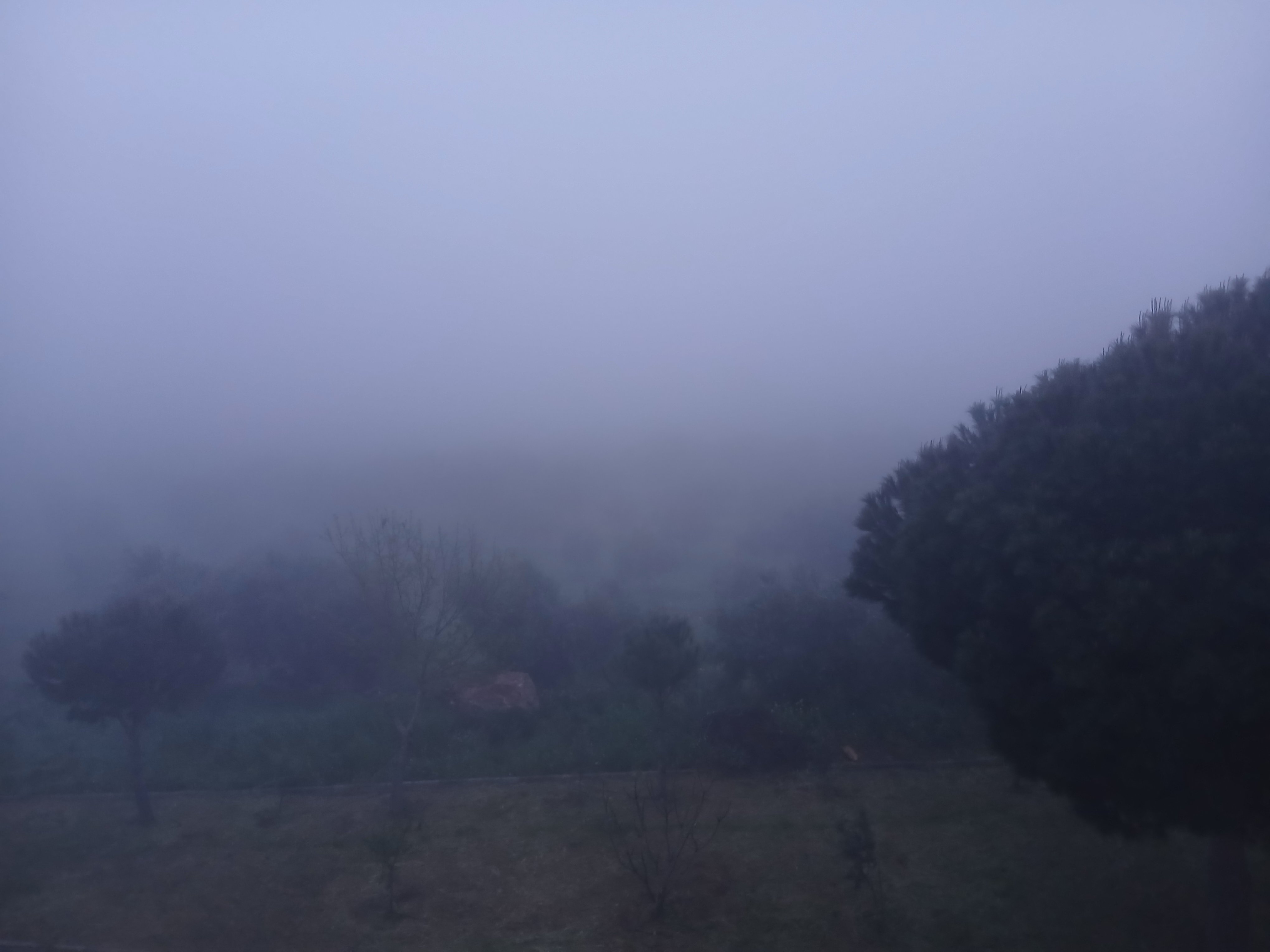 Aydin Karacasuda Zeytin Bahceleri Sis Ve Kus Sesleriyle Uyan 655661 8C0Def