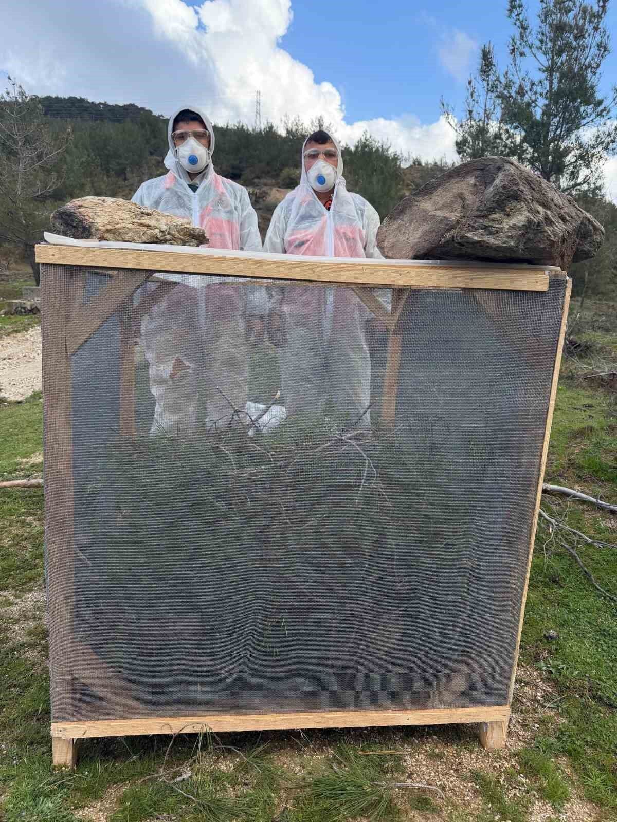 Aydin Ormanlarinda Cam Kese Bocegine Karsi Kapsamli Mucadele 2790D1782262Ff1990345027Ab38Cfa6