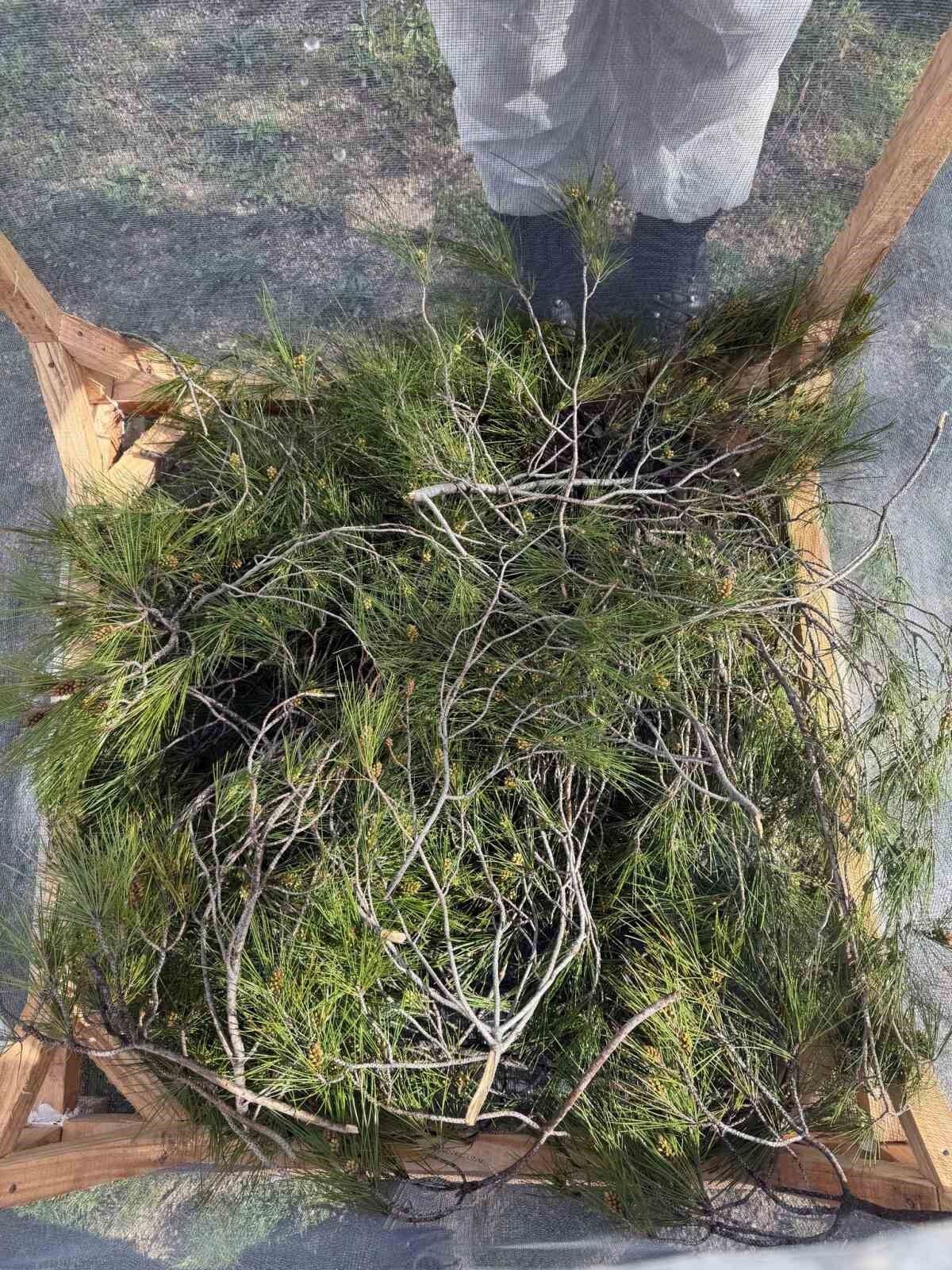 Aydin Ormanlarinda Cam Kese Bocegine Karsi Kapsamli Mucadele 9C27Cde33F336Fd69Cffcb0F86F667Eb