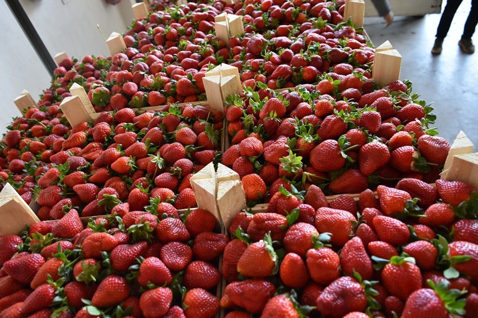 Aydinda Cilek Ureticileri Dertli 654681 344F64