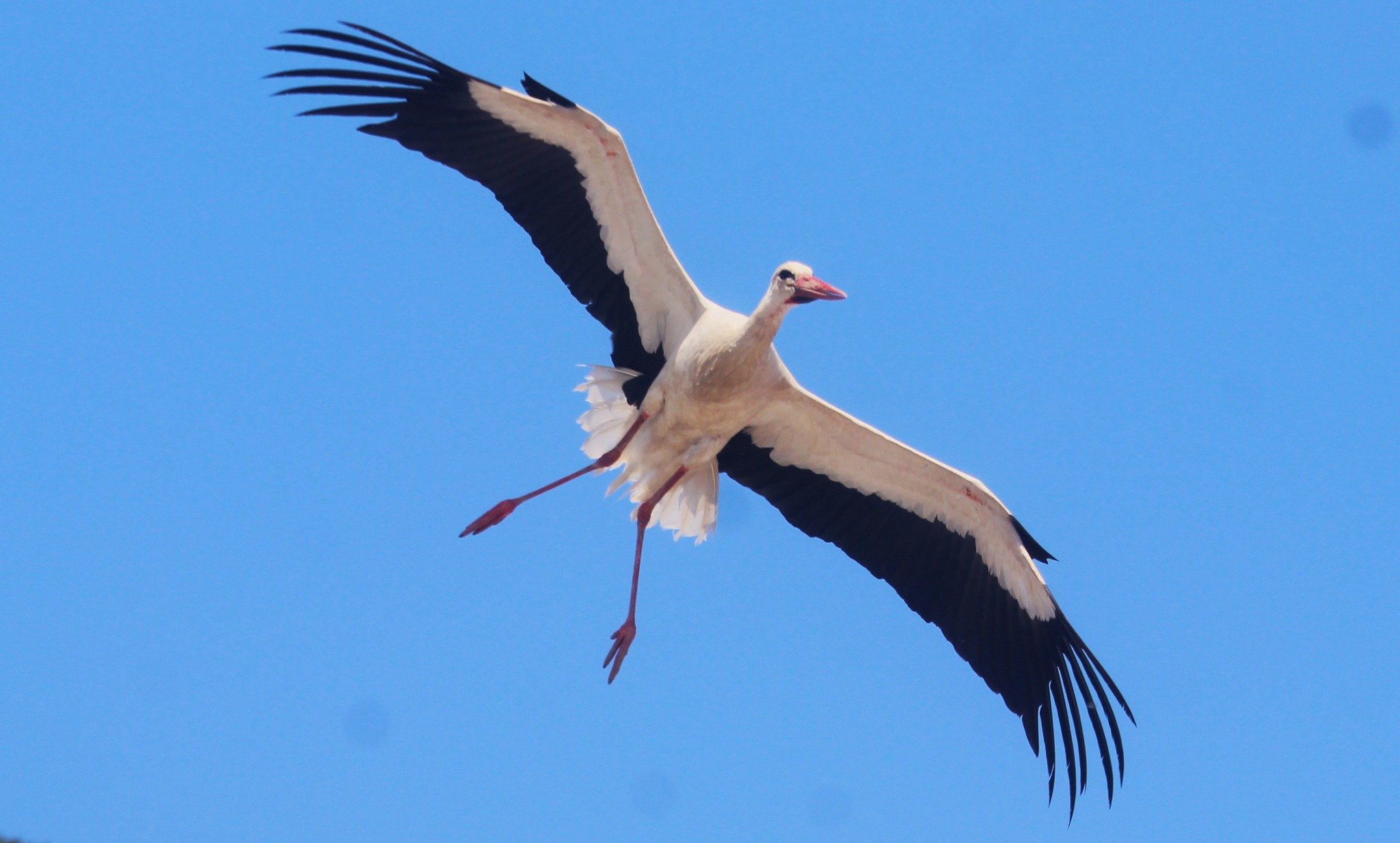 Aydinda Koy Halki El Ele Verip Leyleklere Yuva Yapti 657737 9F52D6