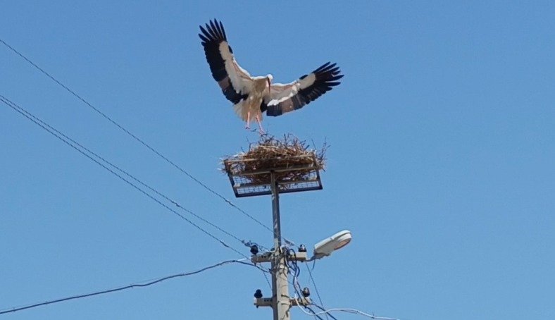 Aydinda Koy Halki El Ele Verip Leyleklere Yuva Yapti 657737 Db01De