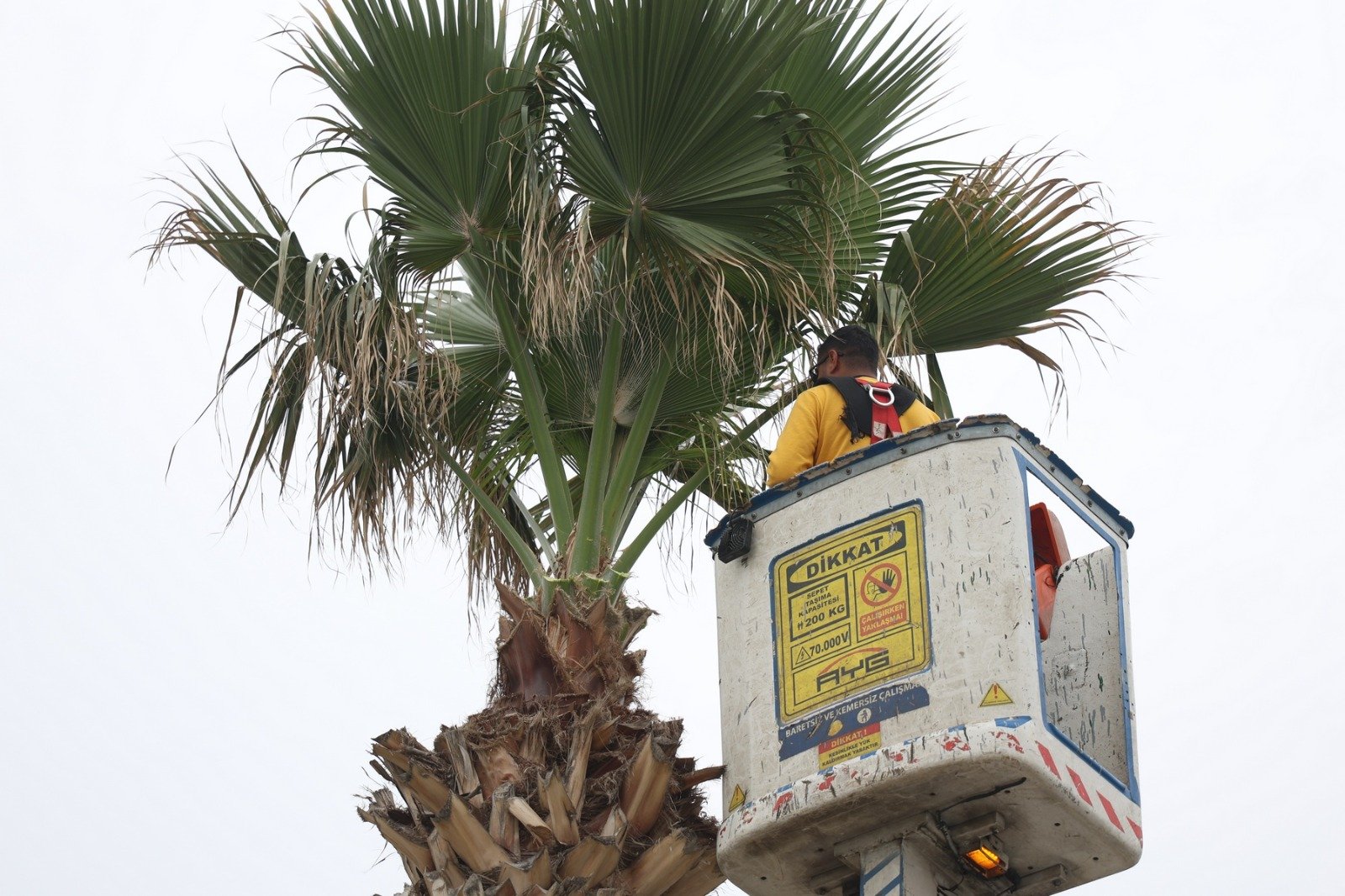 Baskan Cercioglunun Onculugunde Didim Turizm Sezonuna Hazirl 655596 Af3E4F