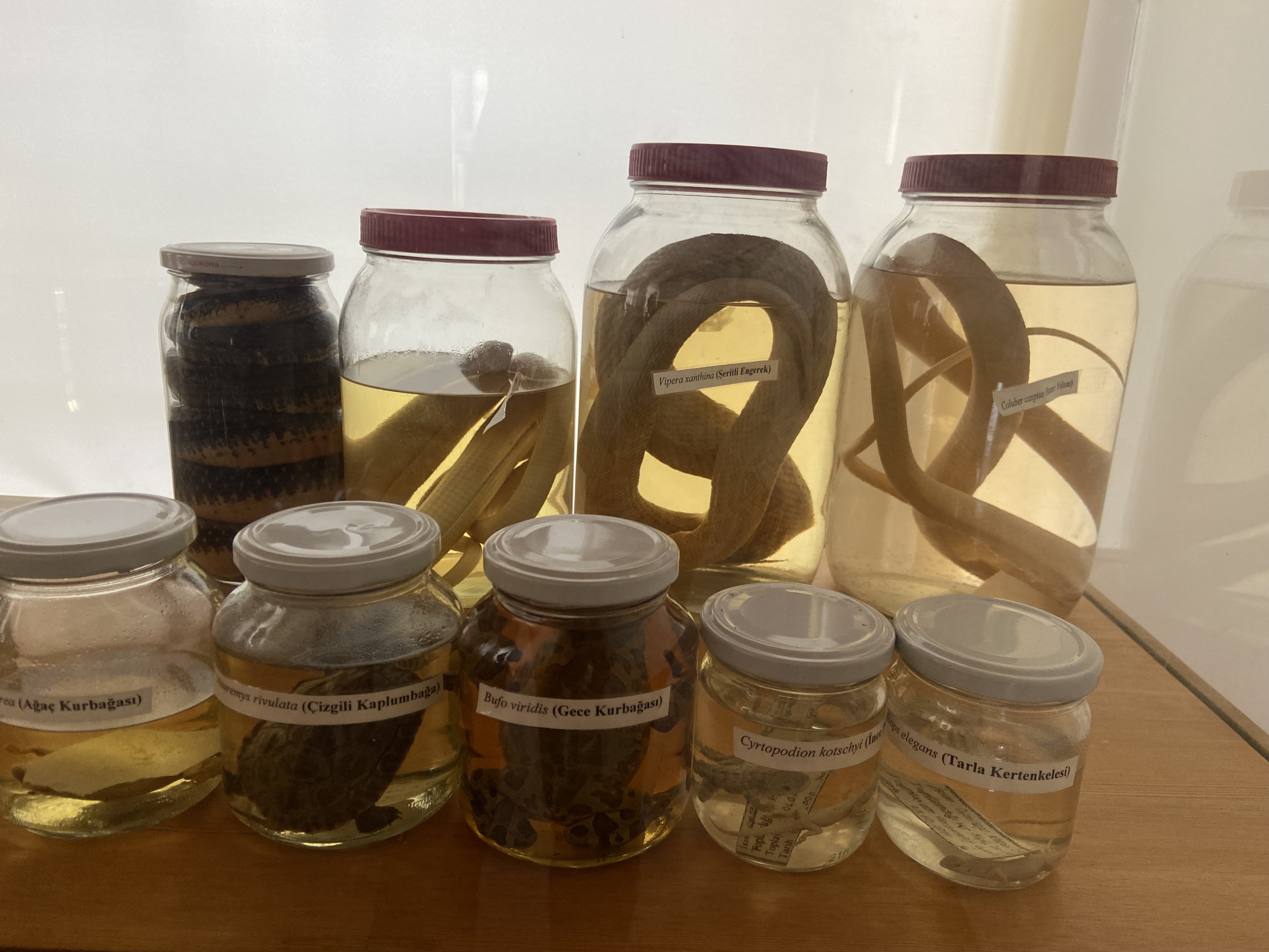 Bir Bina Iki Hikaye Gecmisi Hastane Bugunu Doga Merkezi 657916 20Aeba