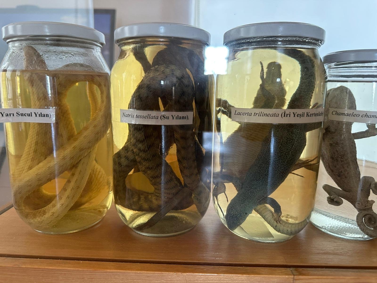 Bir Bina Iki Hikaye Gecmisi Hastane Bugunu Doga Merkezi 657916 5015A0