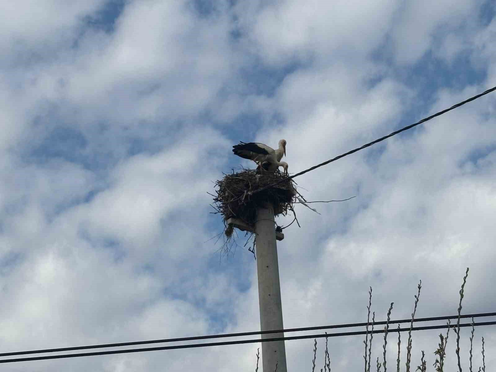 Bozdoganda Baharin Mujdecisi Leylekler Yuvalarina Dondu 034960C01Cfa86Fd8A71908Ac3B4Bb24