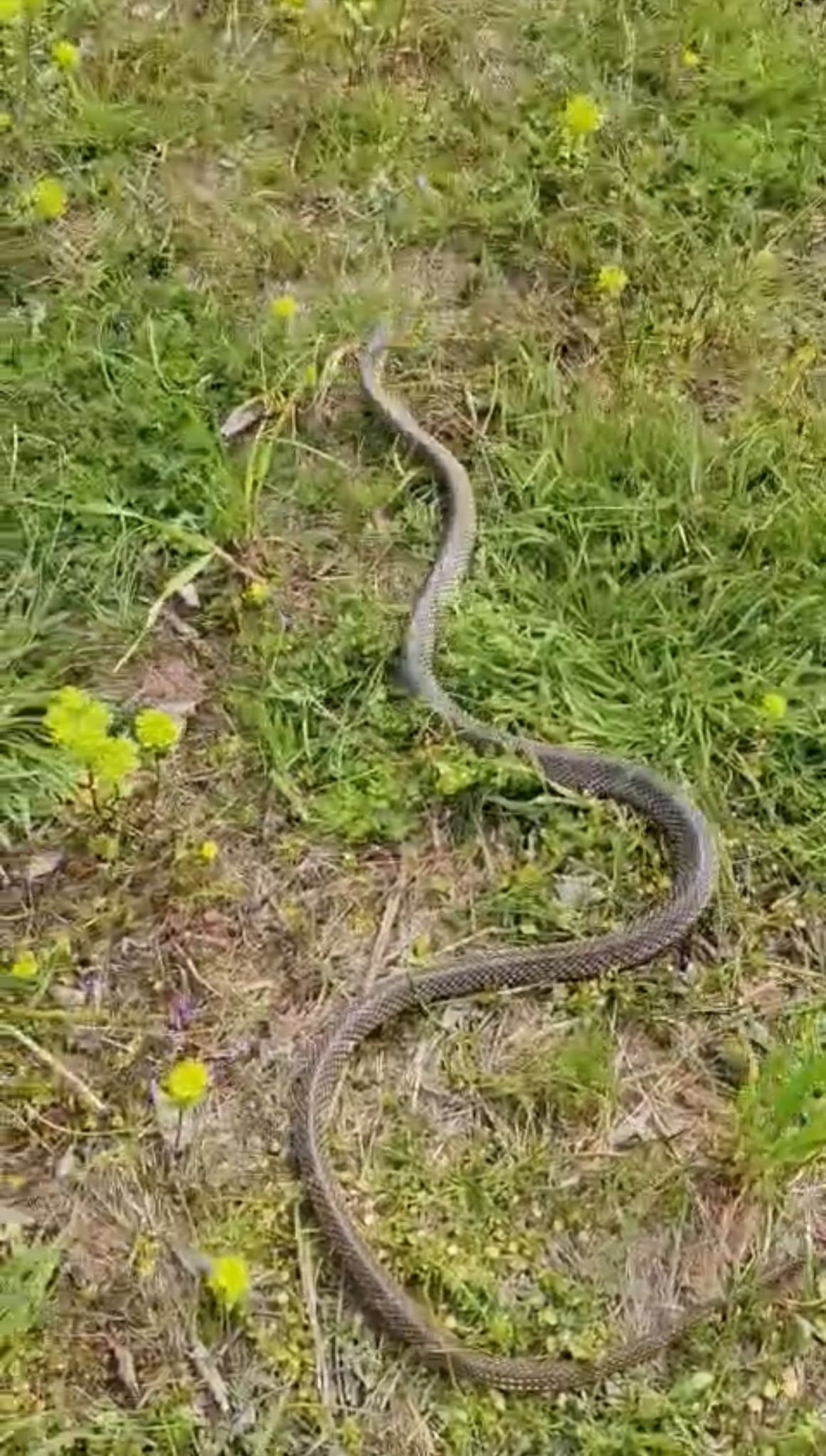 Bozdoganli Ciftcinin Yilanla Diyalogu Sosyal Medyada Ilgi Go 657042 49838A