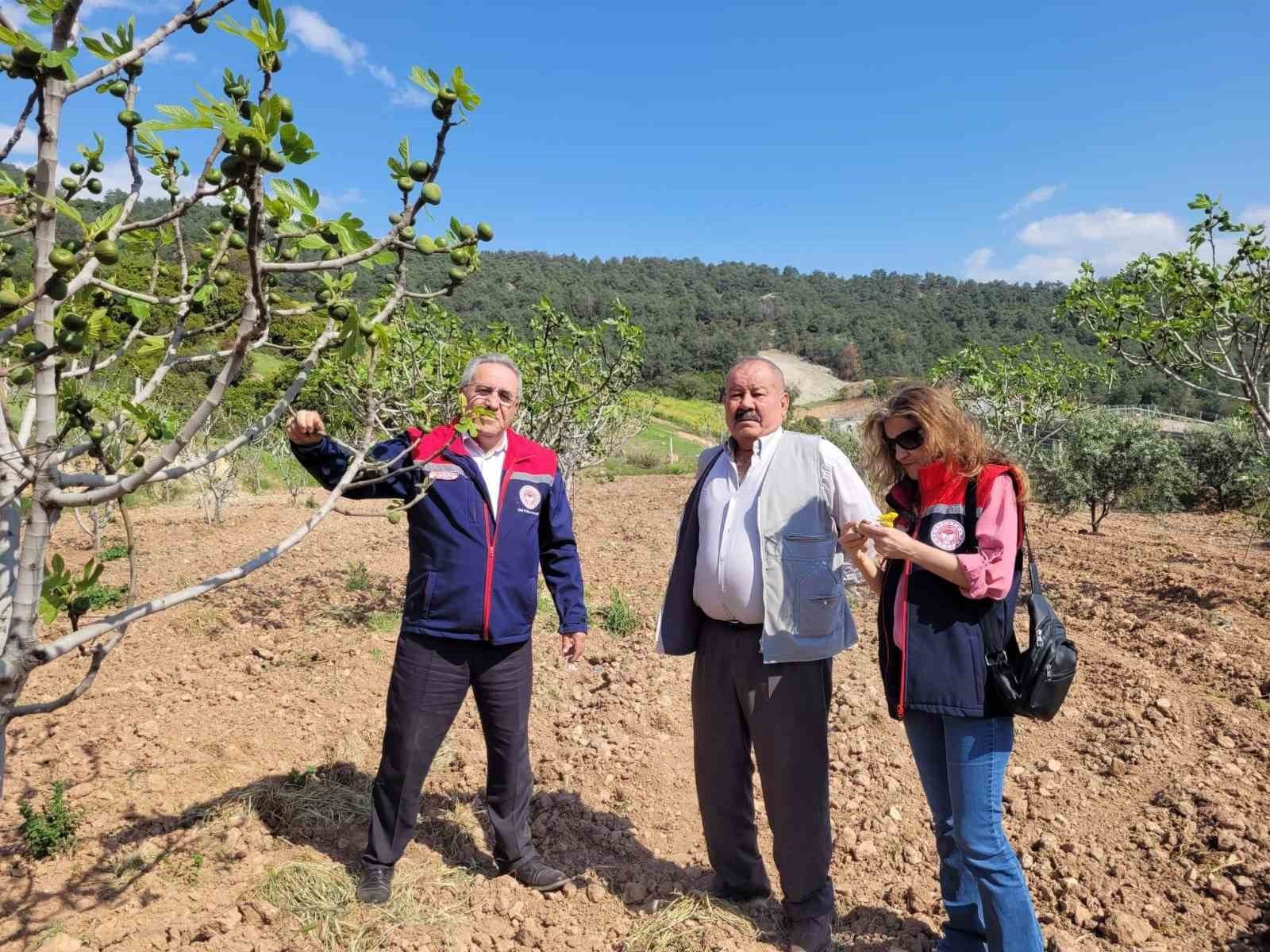 Buharkent Te Ilek Bahceleri Kontrol Edildi 1777119905600 251896