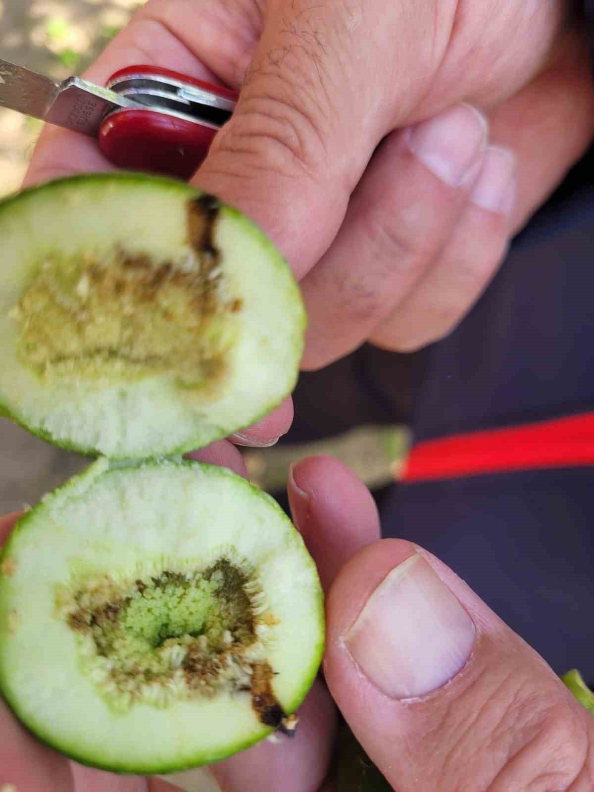 Buharkent Te Ilek Bahceleri Kontrol Edildi 1777119911731 667447