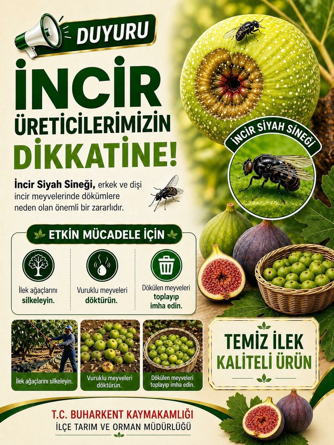 Buharkent Te Incir Ureticilerine Siyah Sinek Uyarisi 1777360804564 130714