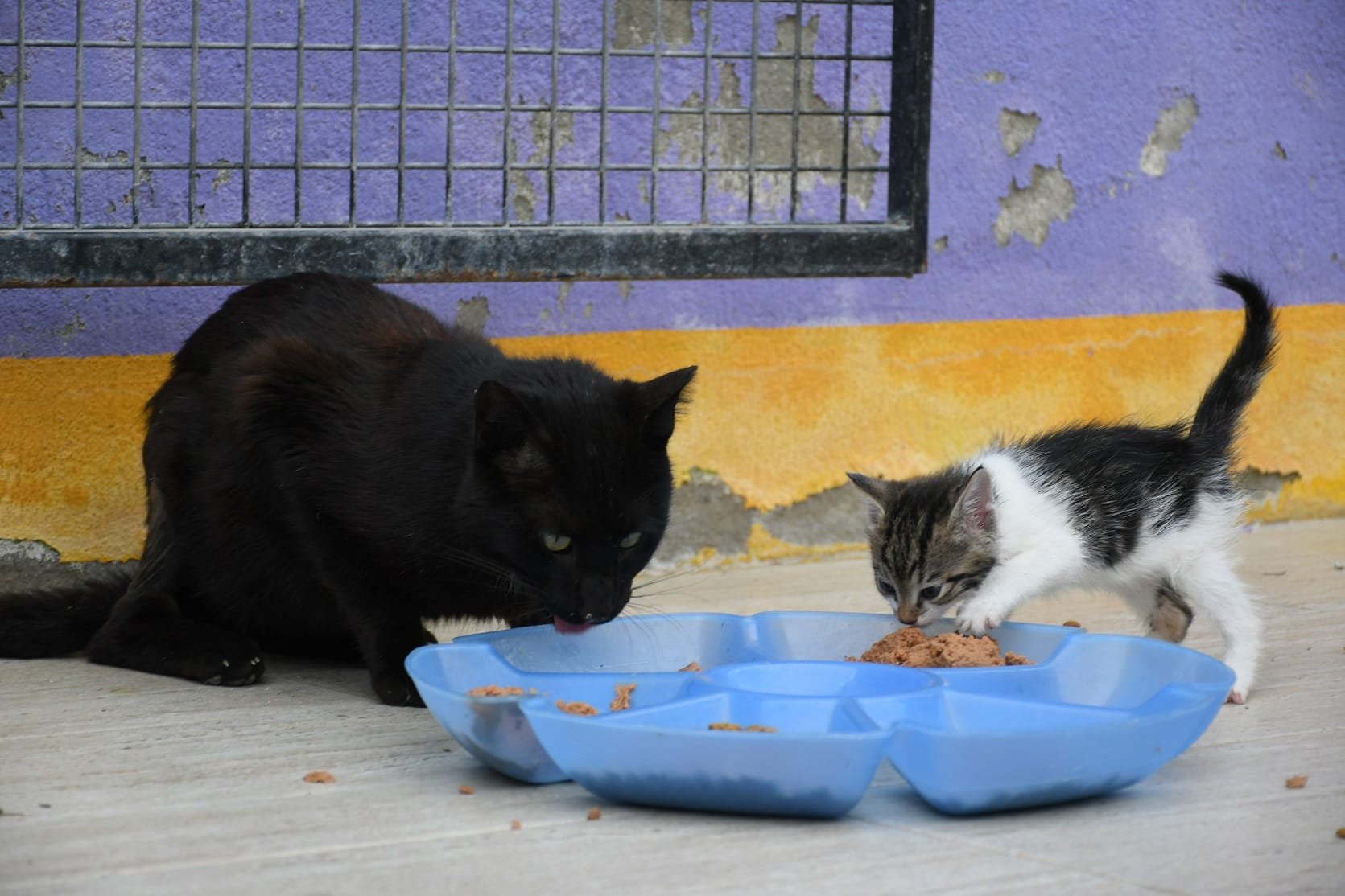 Can Dostlara Umut Adaya Yuva Oldu 655562 538Bb3