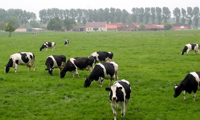 Ciftlik Nereye Kurulur