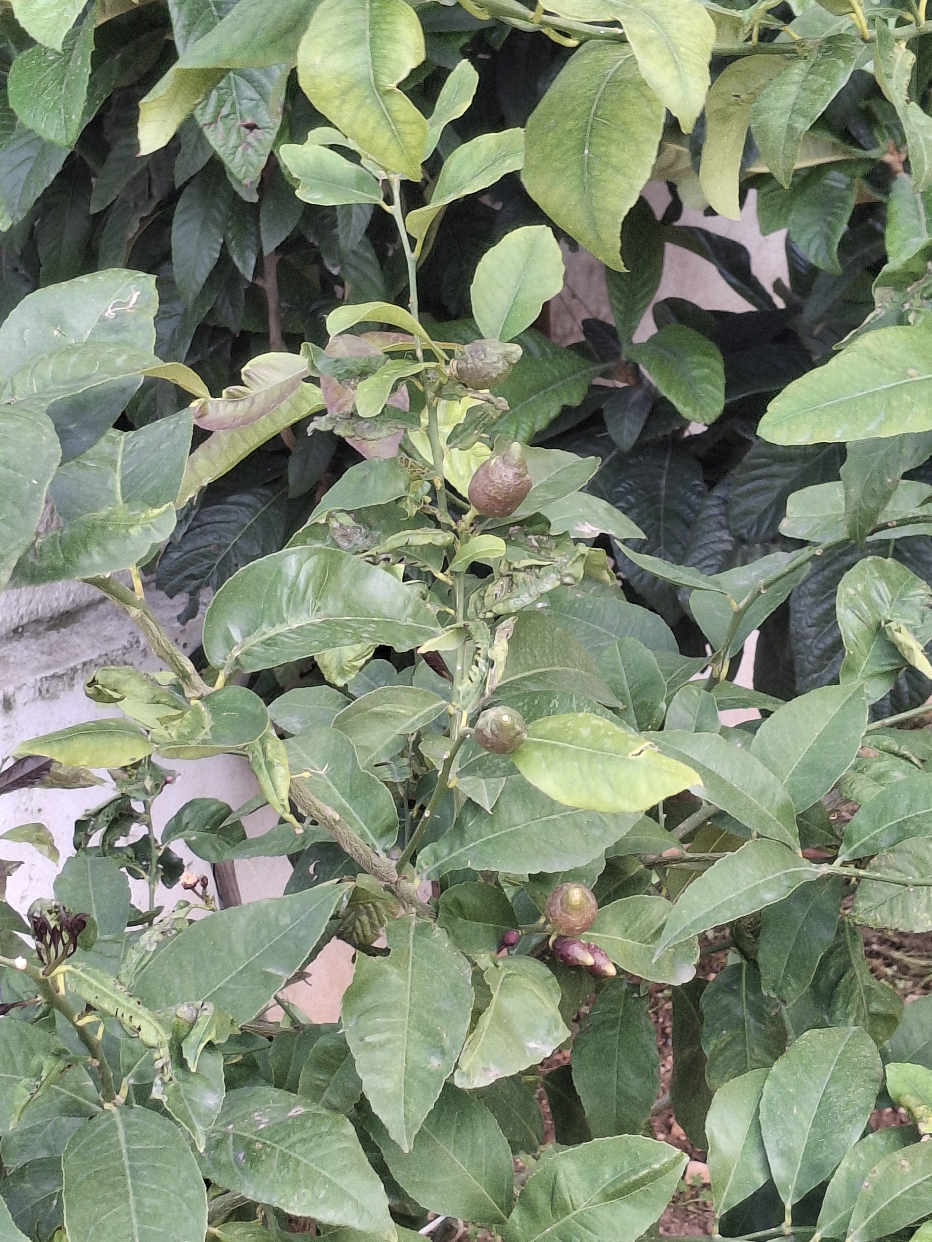 Didimde Bahar Esintisi Agaclar Meyveye Durdu 654505 1B62Ed