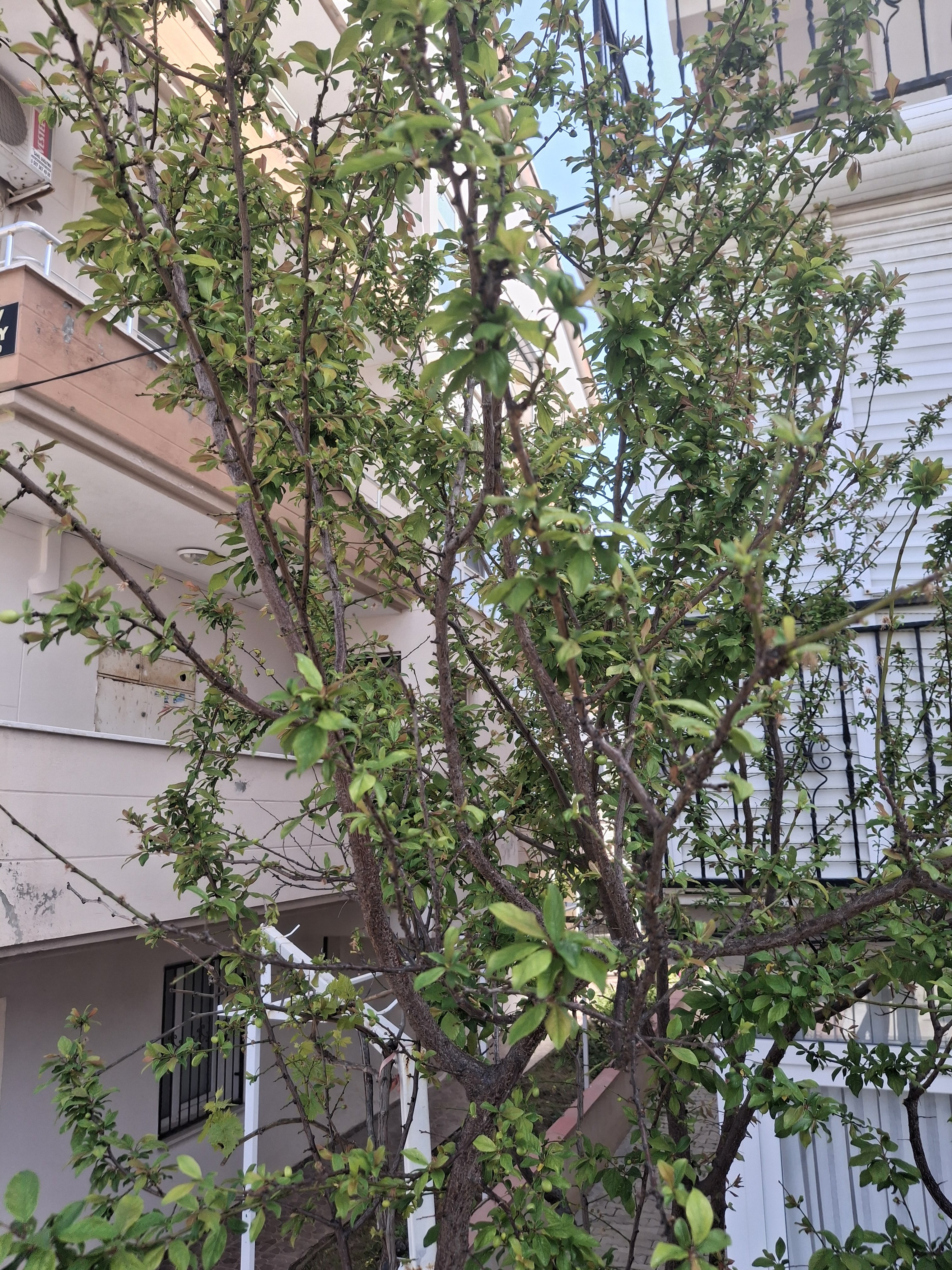 Didimde Bahar Esintisi Agaclar Meyveye Durdu 654505 221C1E