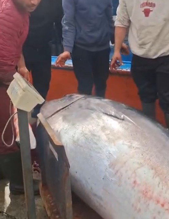 Didimde Son Gun Sansi 358 Kiloluk Dev Orkinos 654818 Ccb7C5