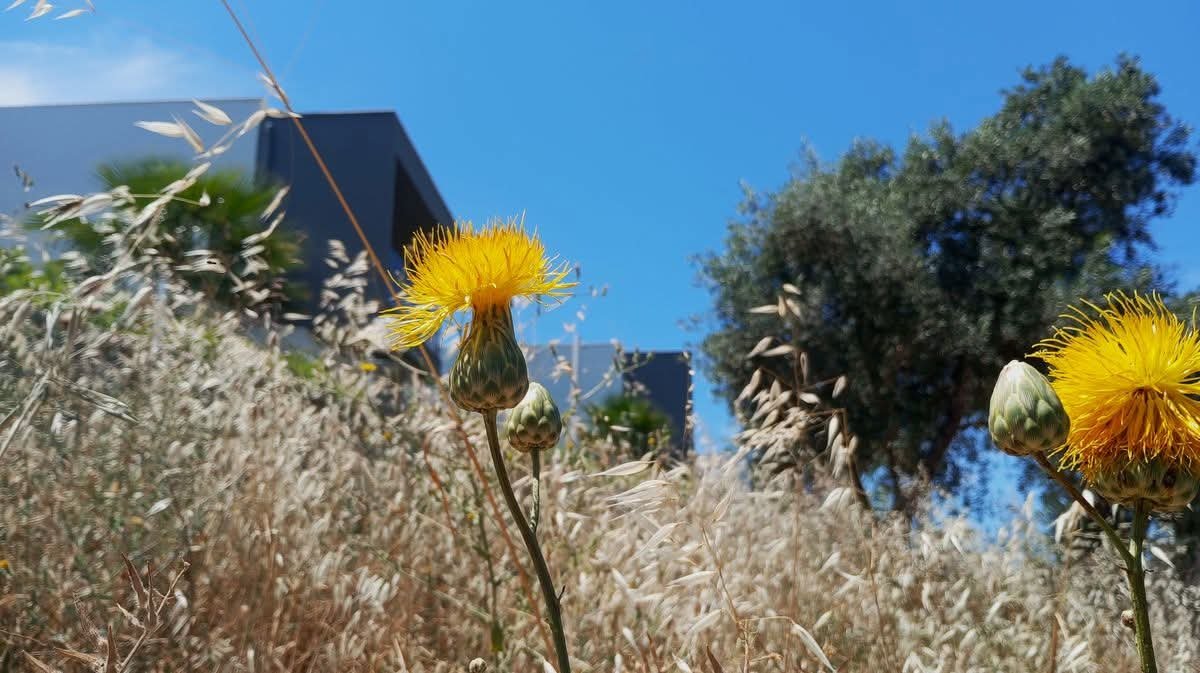 Doga Koruma Mudurlugu Tulusah Icin Kusadasinda 652963 9976F1C92F33Bfec8D9Ff53414158104