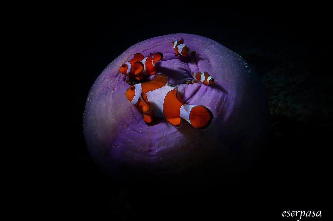 Dunya Sampiyonu Dr Pasadan Iki Dunya Tek Nefes Cikarmasi 657345 18E340