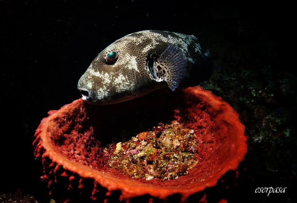 Dunya Sampiyonu Dr Pasadan Iki Dunya Tek Nefes Cikarmasi 657345 504Bae