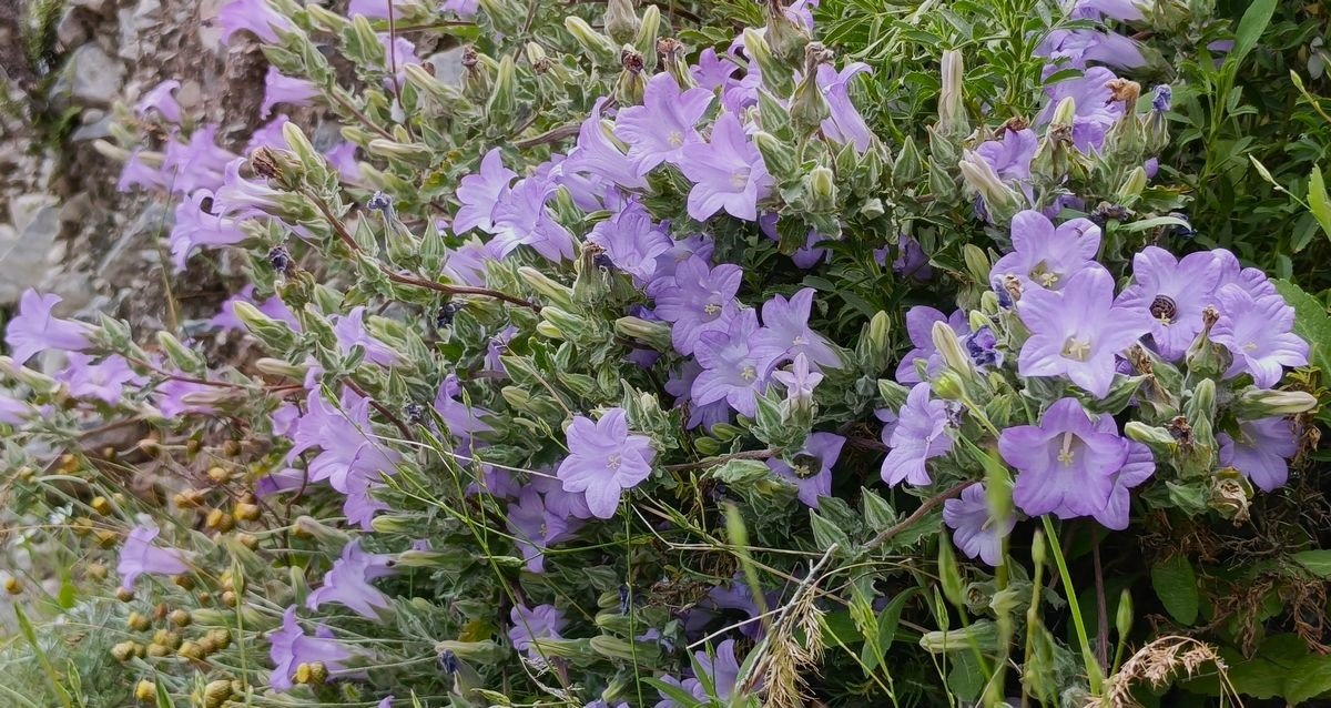 Dunyada Sadece Aydin Da Yetisen Kucuk Can Yok Olma Tehlikesiyle Karsi Karsiya 1777275007889 90994