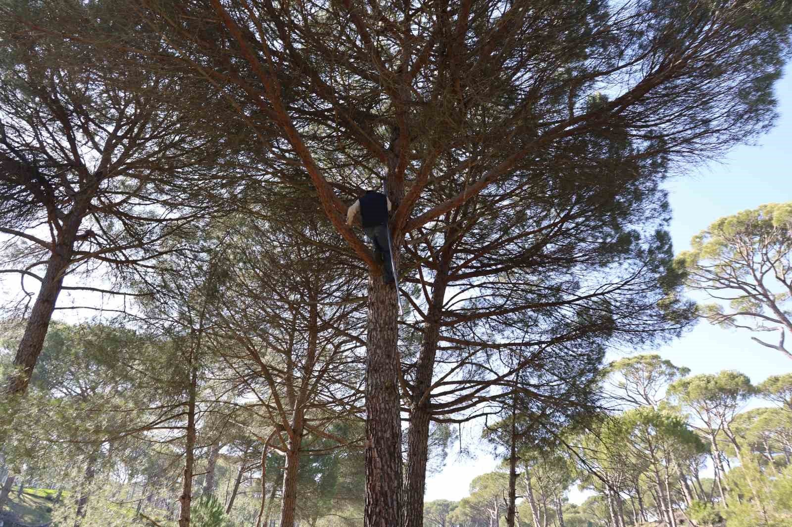 Ekmek Parasi Icin Komando Gibi Agaclara Tirmaniyorlar Cf7B2Bee401289C2Ce4D70C6Dfc6Abf7-1